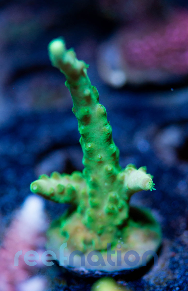 WYSIWYG - B1013 - CB Golden Jawdropper – ReefNation