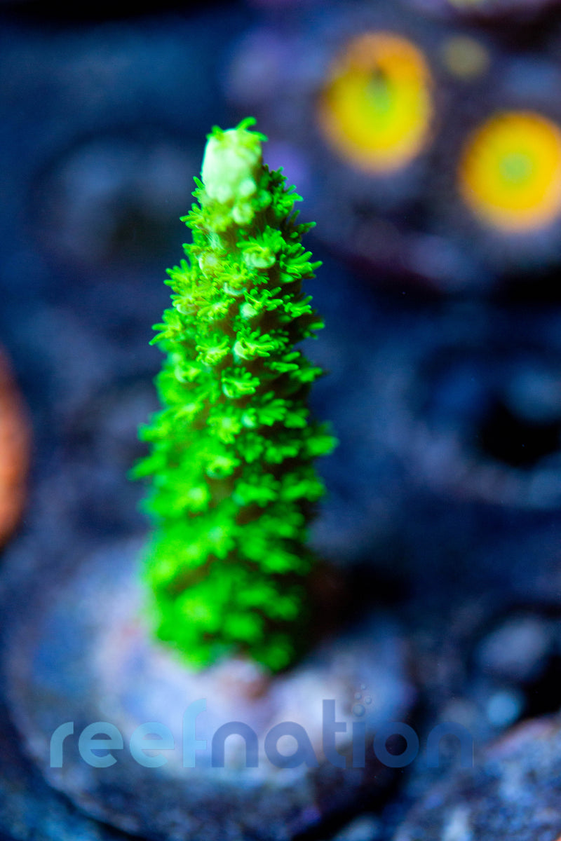 WYSIWYG - B1025 - Bali Green Slimer – ReefNation