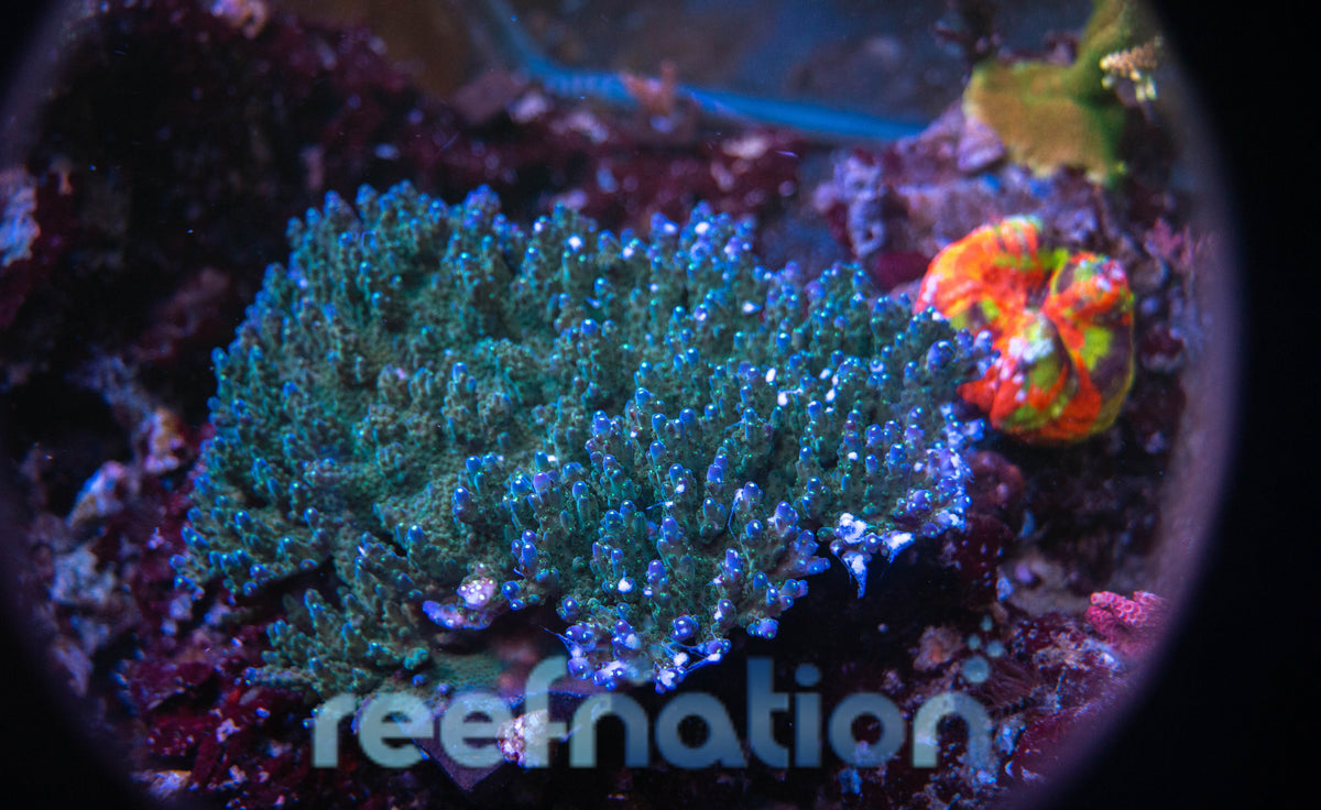 Greg Carroll Ultimate Efflo 8-10