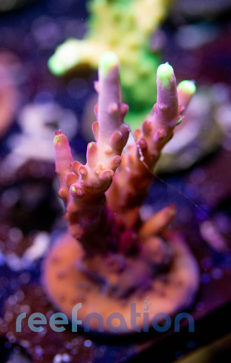 WYSIWYG - B1015 - JF Fox Flame – ReefNation