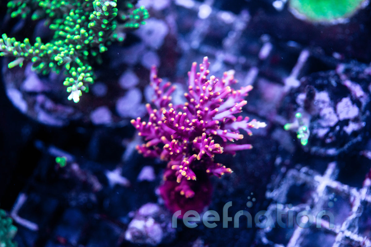 ブラデリス ケイラブラ 2点 redmarine ブラデリス ケイラブラ 2点 redmarine様専用 【公式通販】