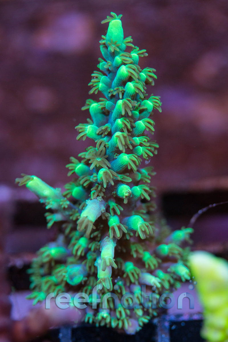 D24-ORAPurplePlasma-