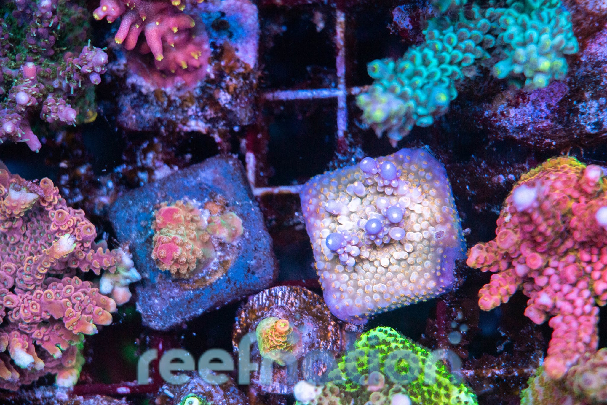 coralcoralページ 1051 WYSIWYG WWC All Star – ReefNation
