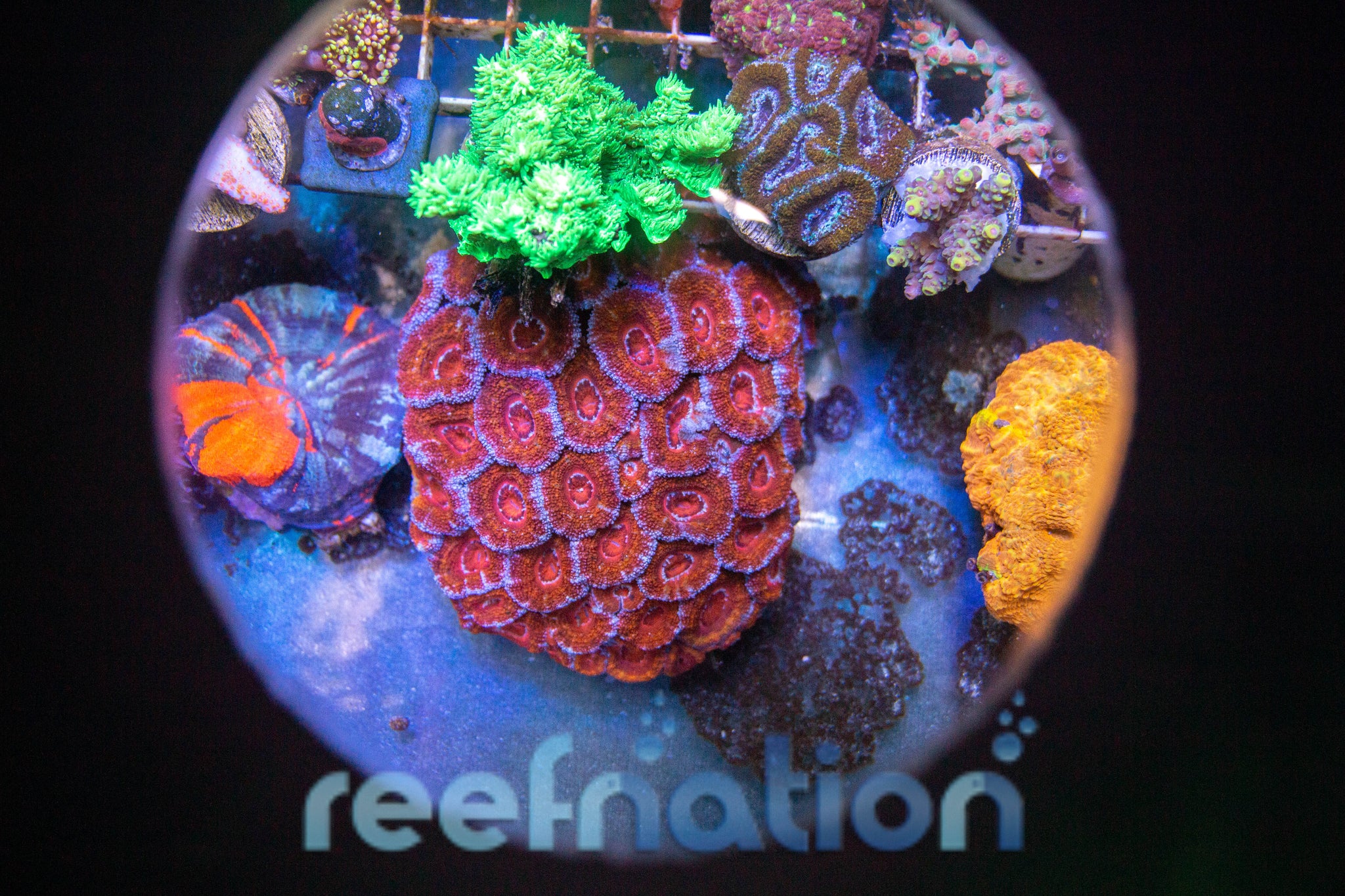 Acan Micromusa Colony – ReefNation
