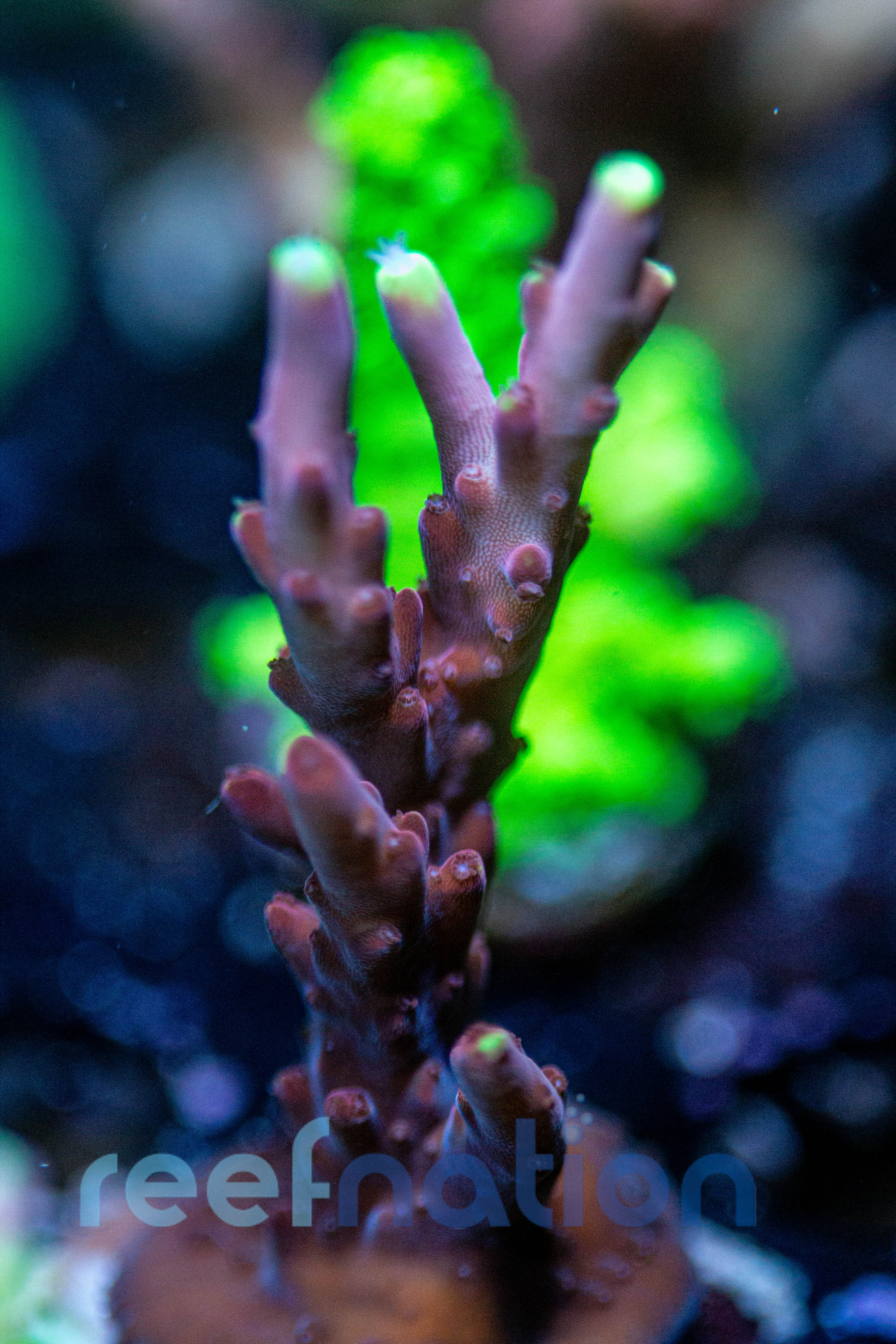 フラワーコーラルグリーン フラワーコーラル （グリーン） NO,F-03 : G3 AQUA LAB ヤフー