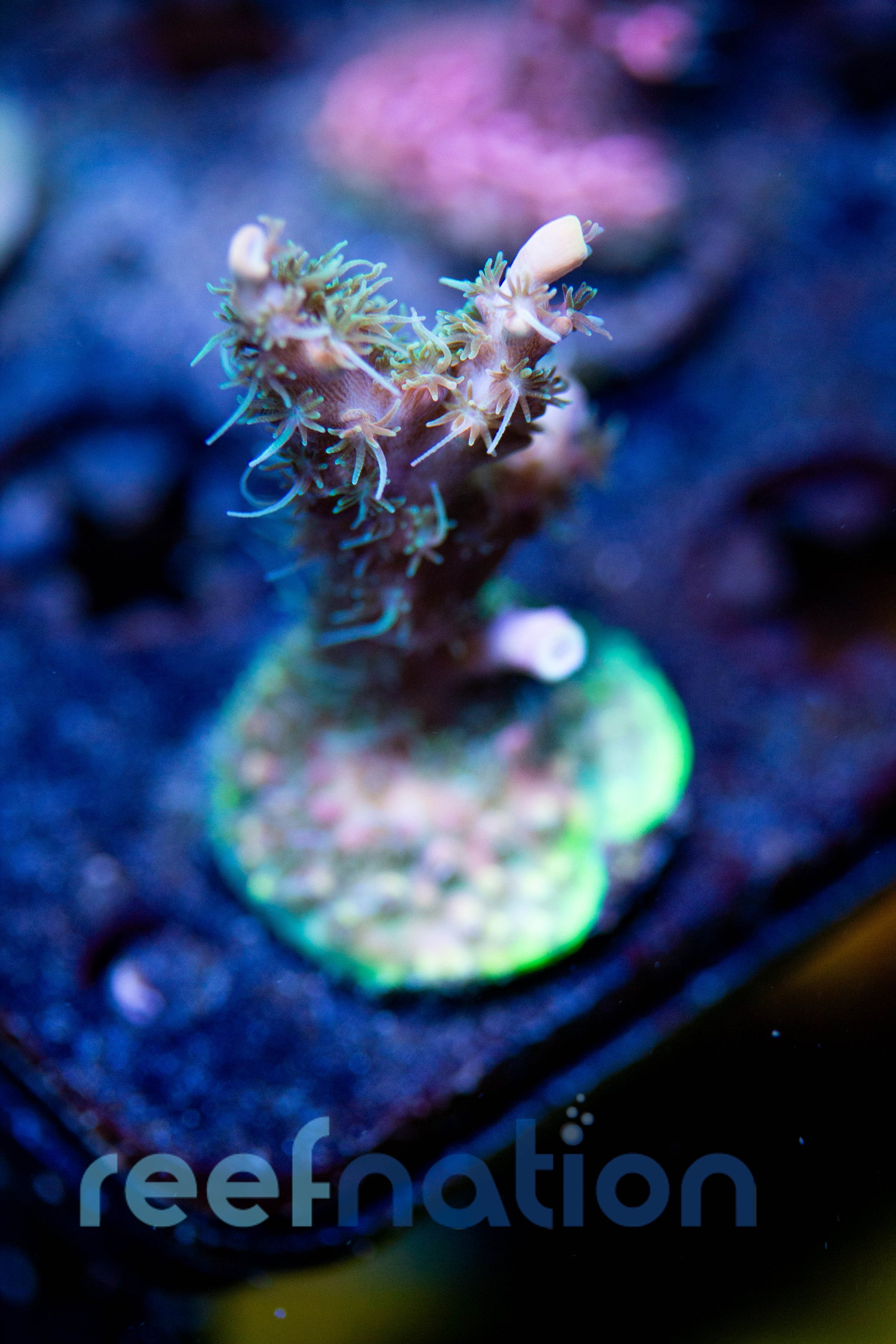 WYSIWYG - B1001 - TGC Starfire – ReefNation