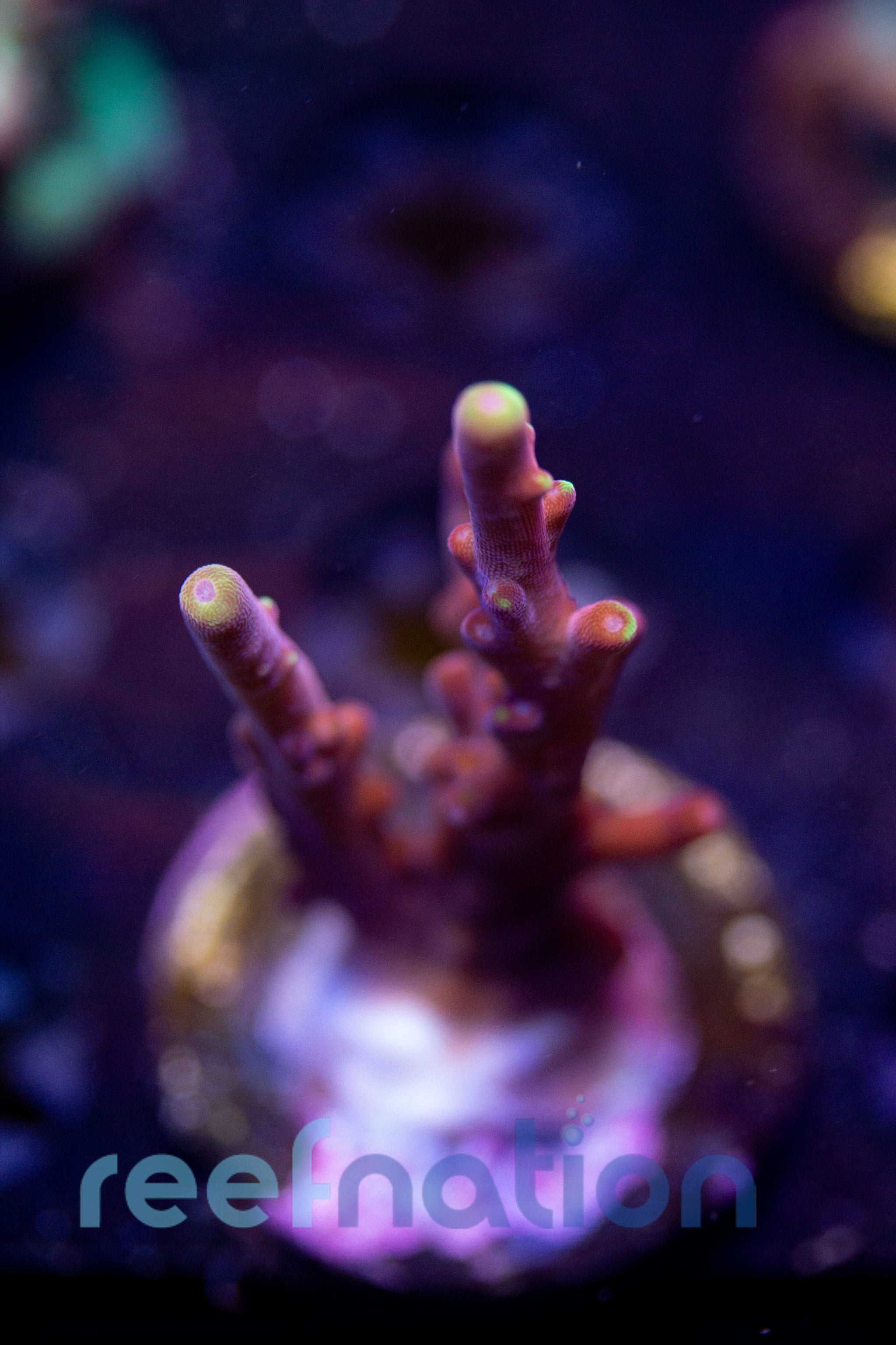 WYSIWYG - B1002 - JF Fox Flame – ReefNation