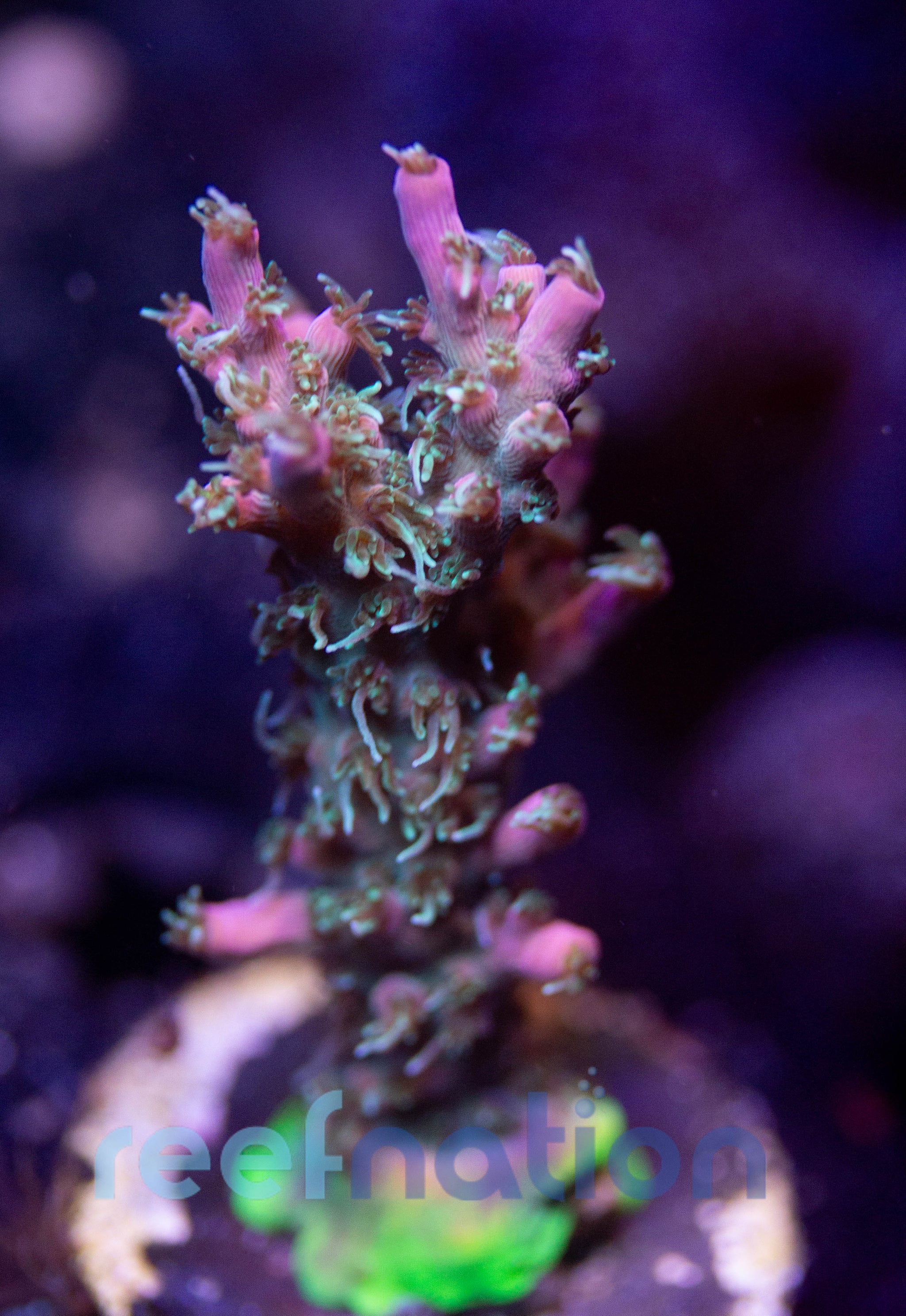 WYSIWYG - B1004 - TGC Starfire – ReefNation