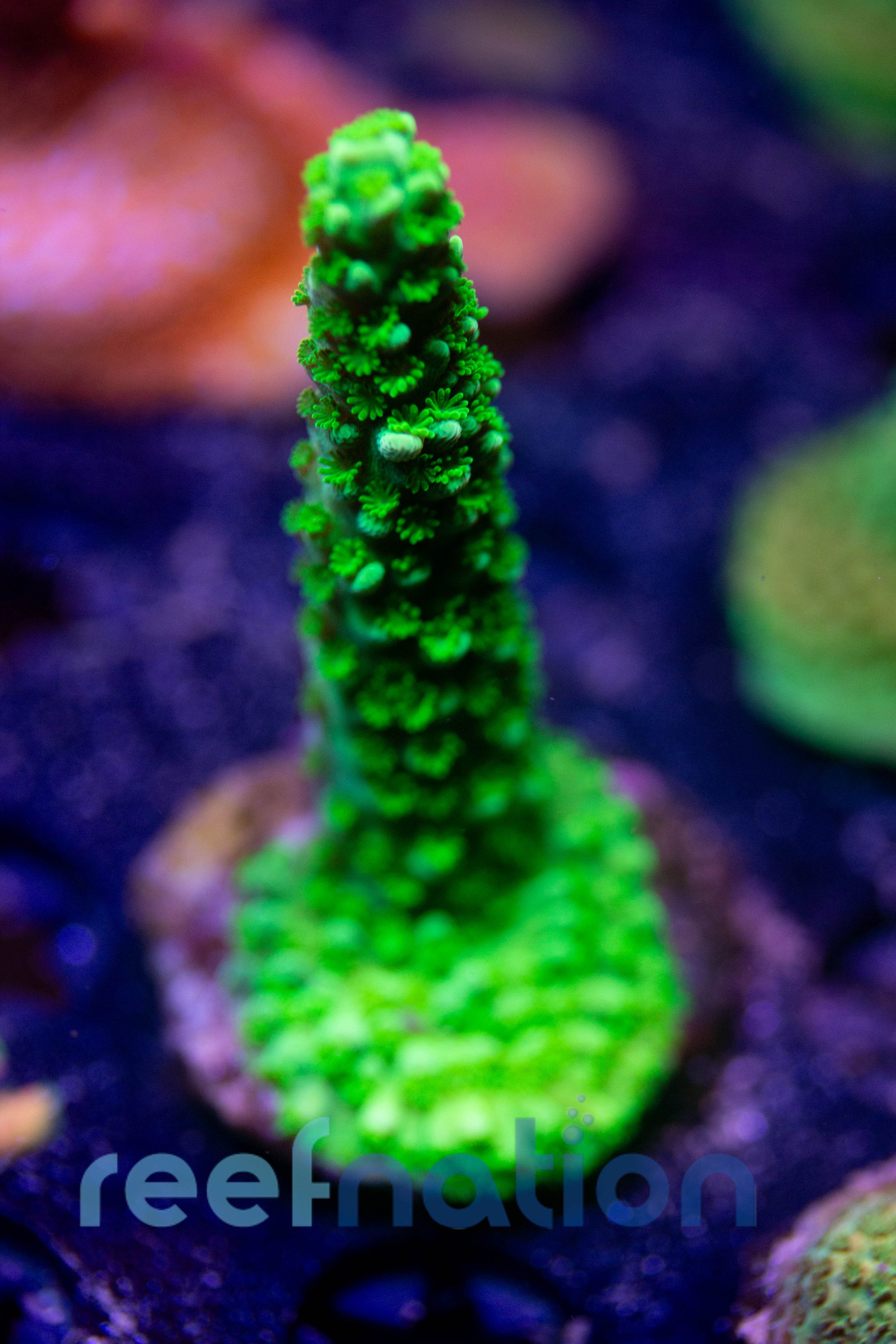 WYSIWYG - B1005 - Bali Green Slimer – ReefNation