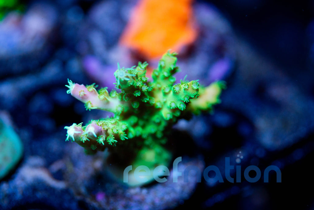 rainbow·˖*プロフご一読下さい(*´艸`)他の方は購入不可‼ WYSIWYG - B1005 - Rainbow Loom – ReefNation