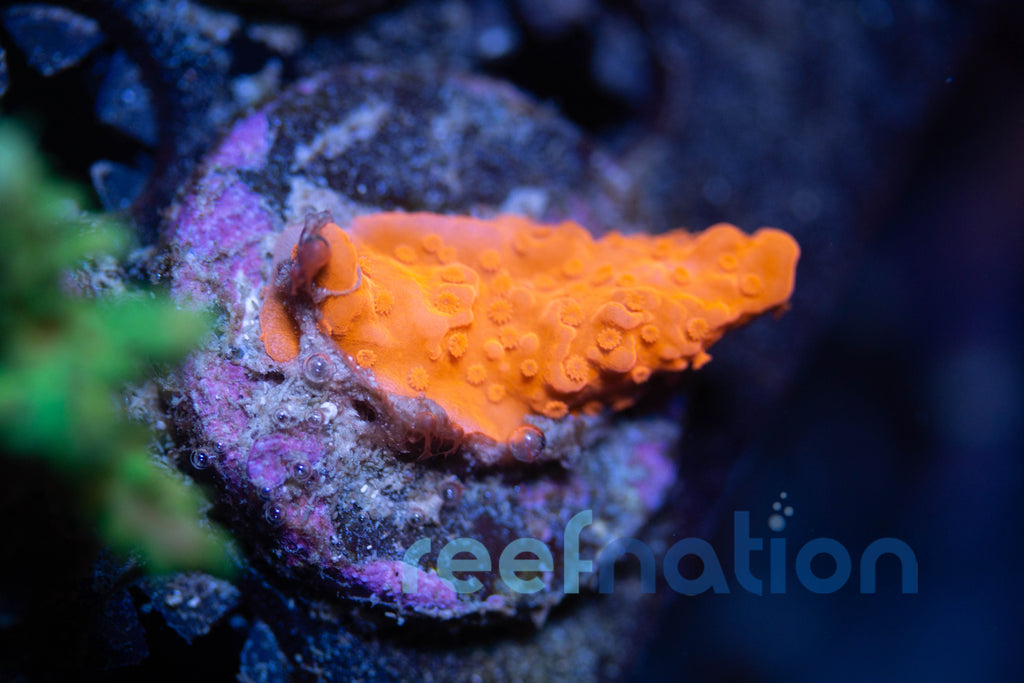 WYSIWYG - B1006 - JF Red Hot Setosa – ReefNation