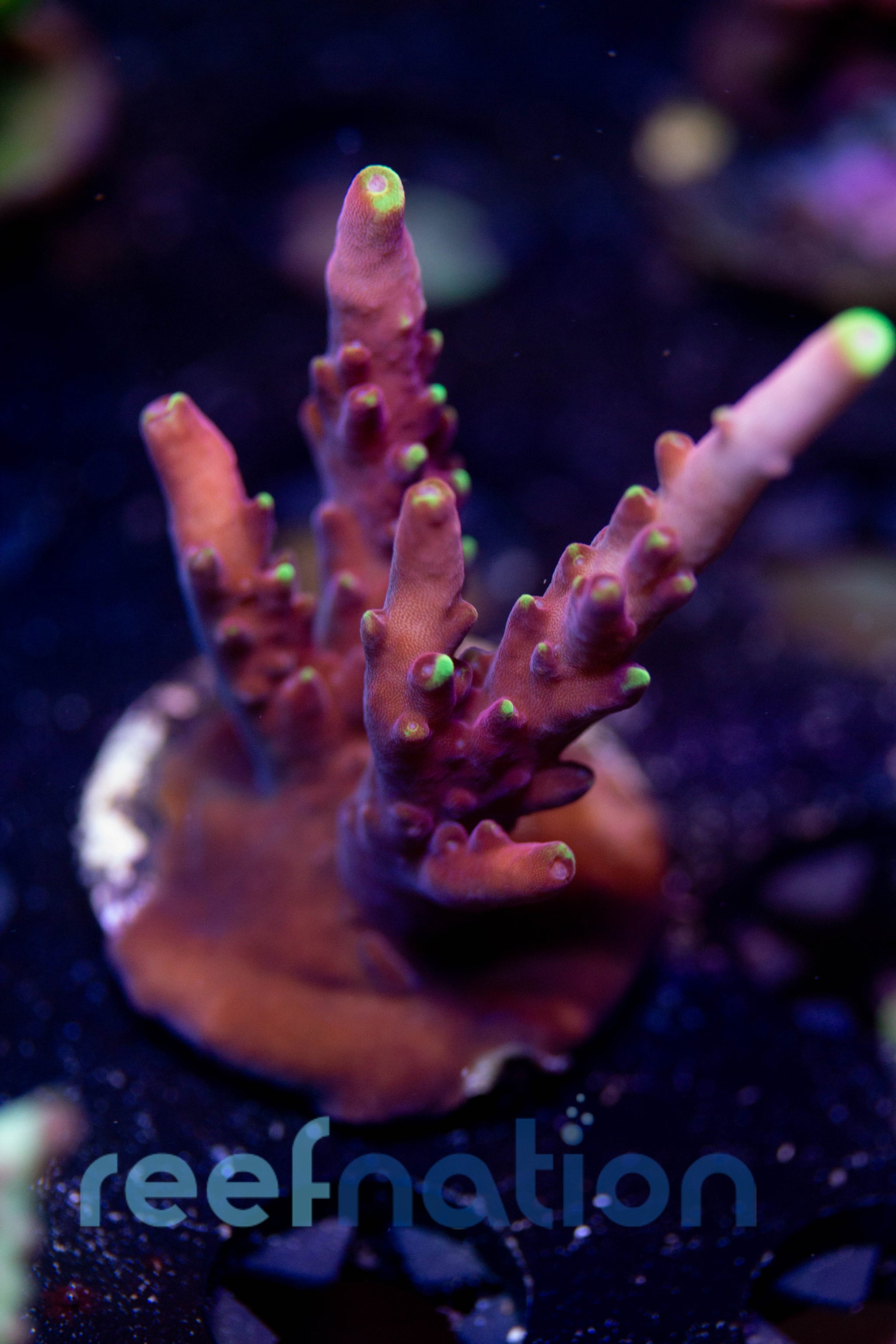 WYSIWYG - B1007 - JF Fox Flame – ReefNation