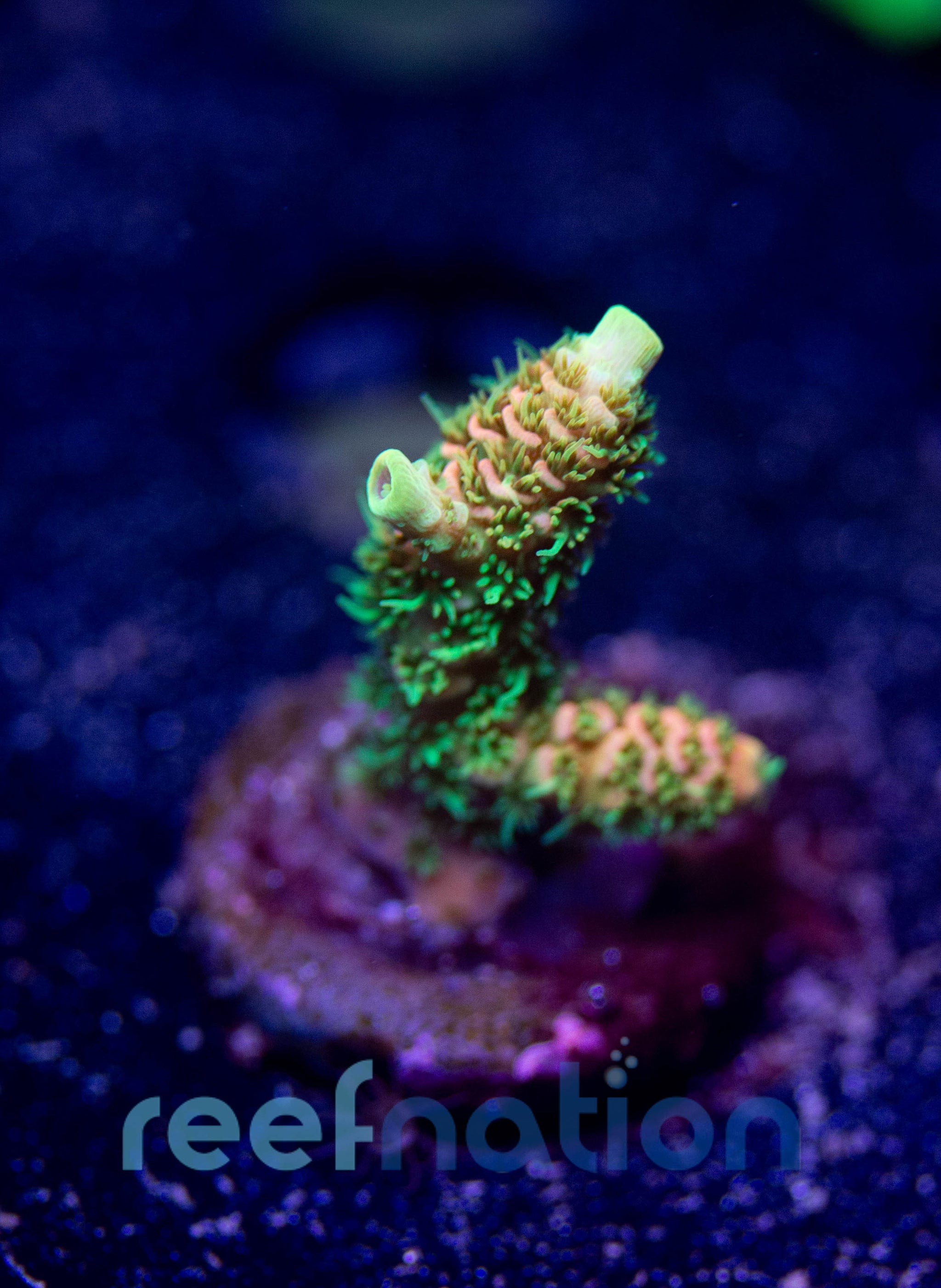 WYSIWYG - B1009 - ASD Rainbow Milli – ReefNation
