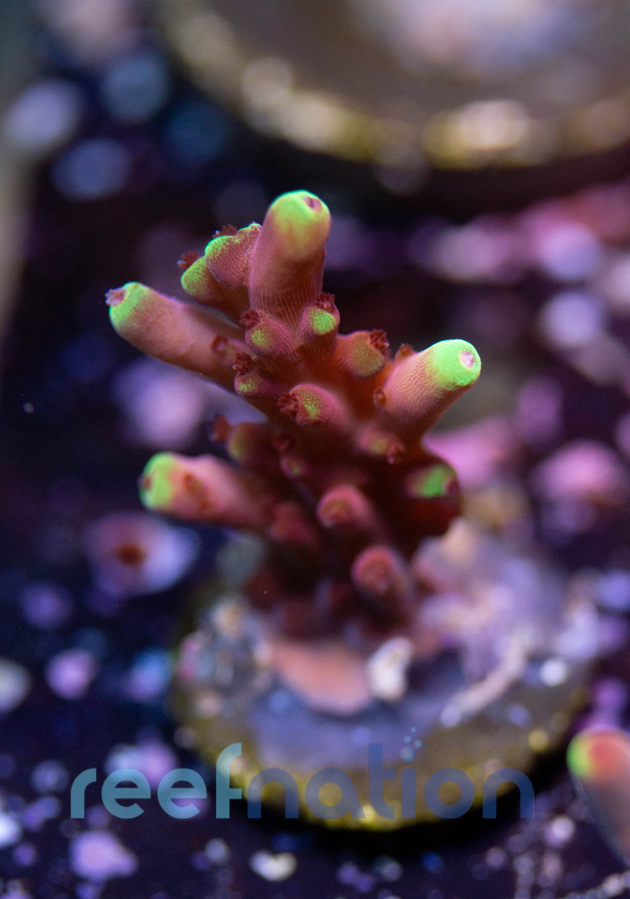 WYSIWYG - B1009 - JF Fox Flame – ReefNation