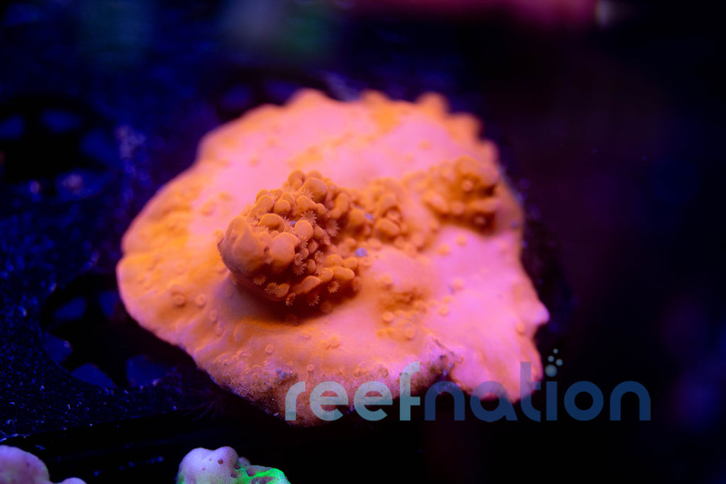 WYSIWYG - B1010 - JF Red Hot Setosa – ReefNation