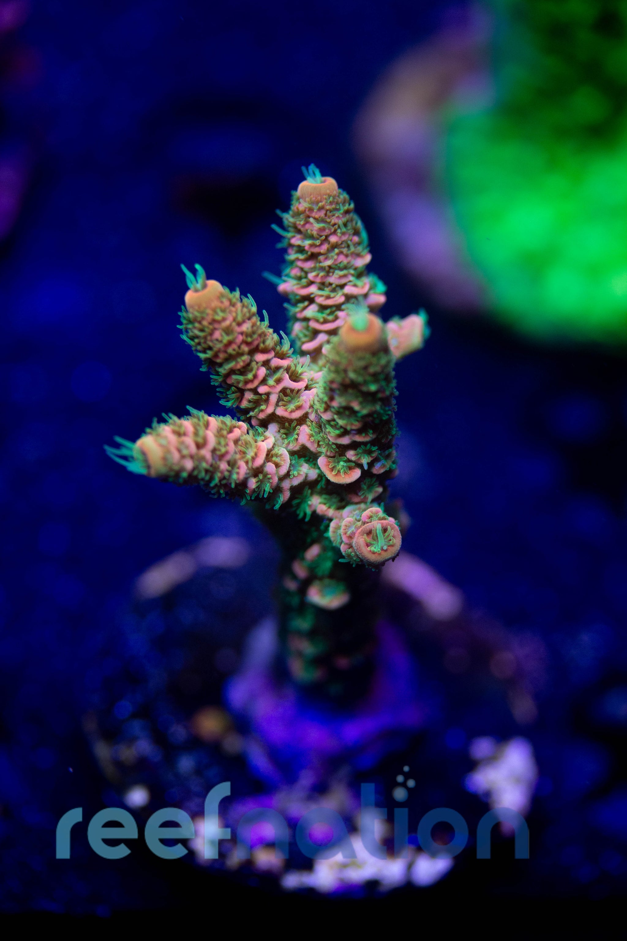 Rainbow アパッチ tarantura WYSIWYG - B1012 - ASD Rainbow Milli – ReefNation