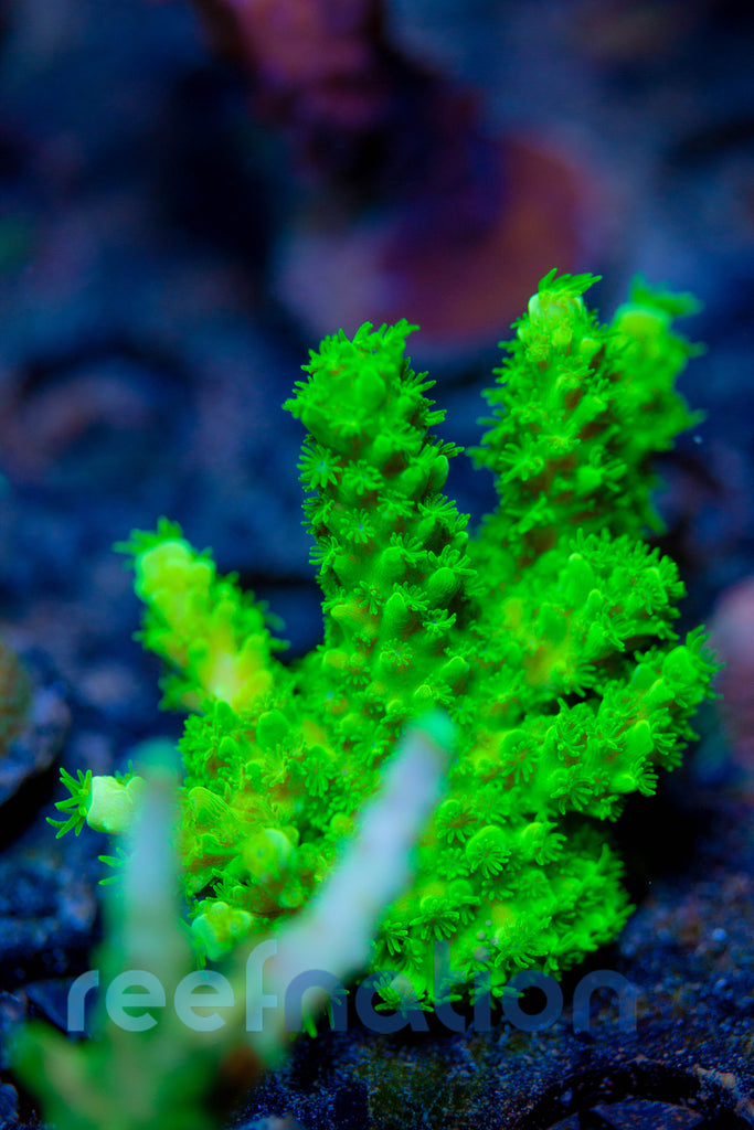 WYSIWYG - B1014 - Bali Green Slimer – ReefNation