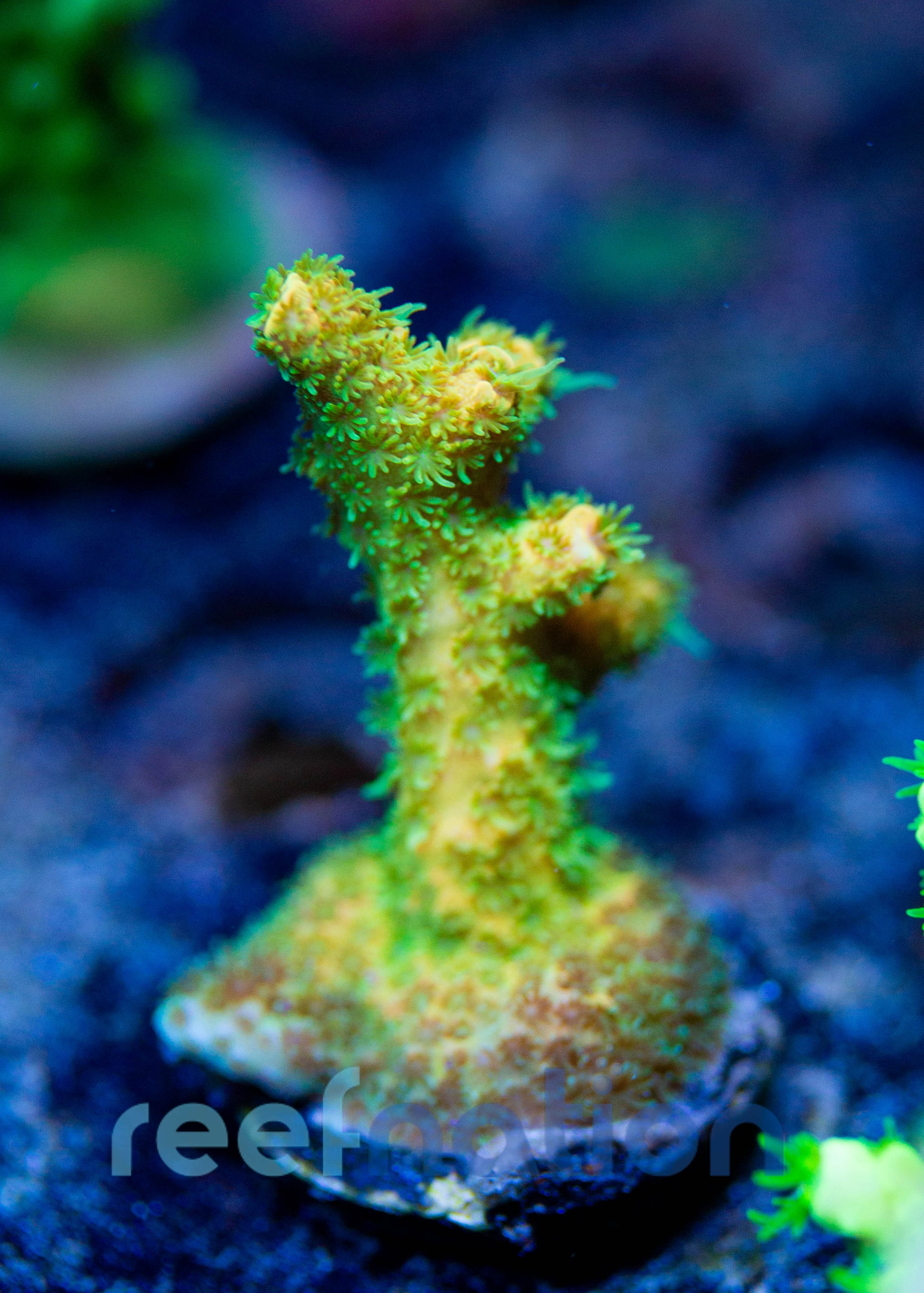 WYSIWYG - B1015 - GRS Rainbow Milli – ReefNation