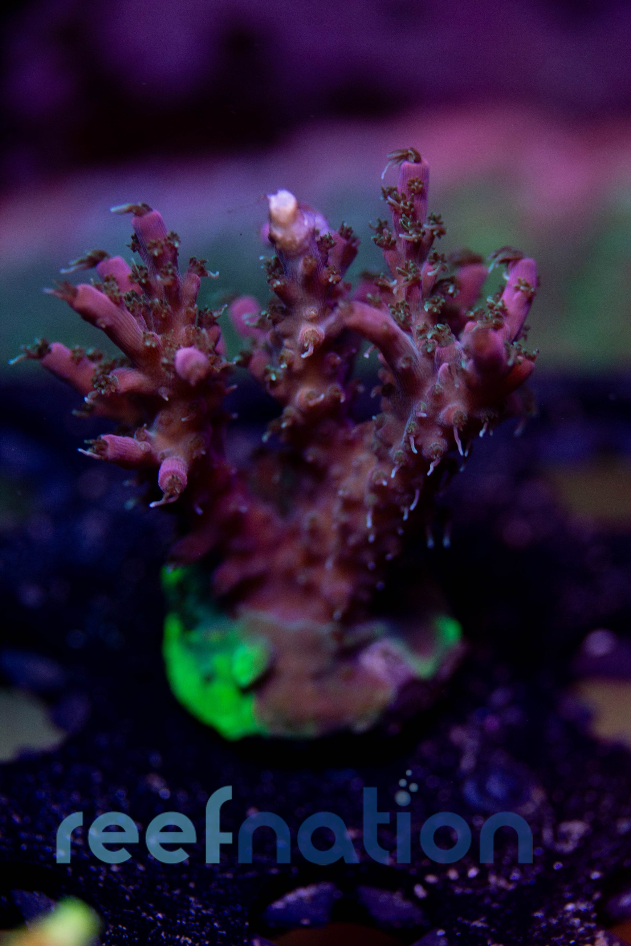 WYSIWYG - B1017 - TGC Starfire – ReefNation