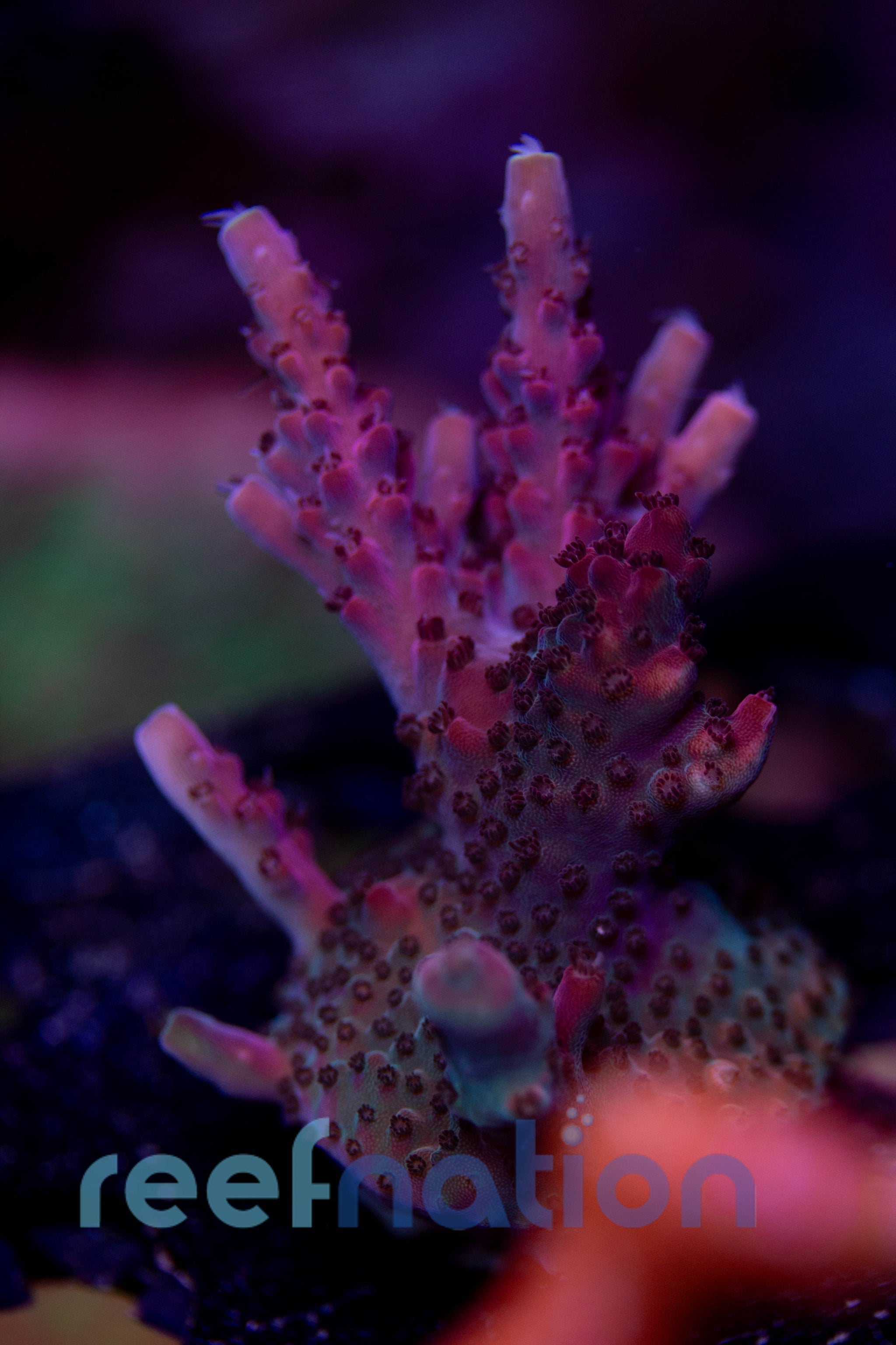 WYSIWYG - B1018 - TSA Red Robin – ReefNation