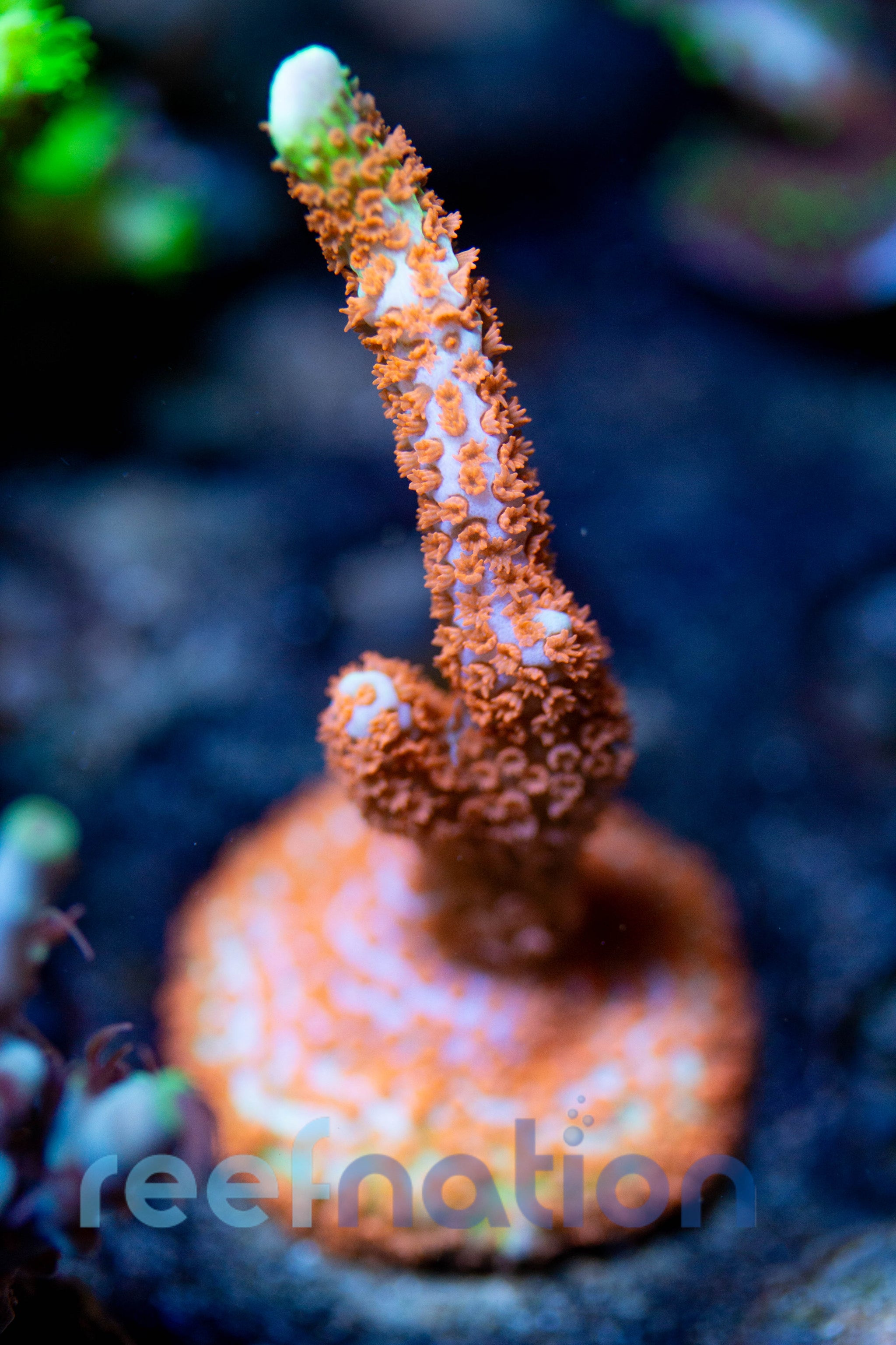 WYSIWYG - B1024 - Bubble Gum Digi – ReefNation