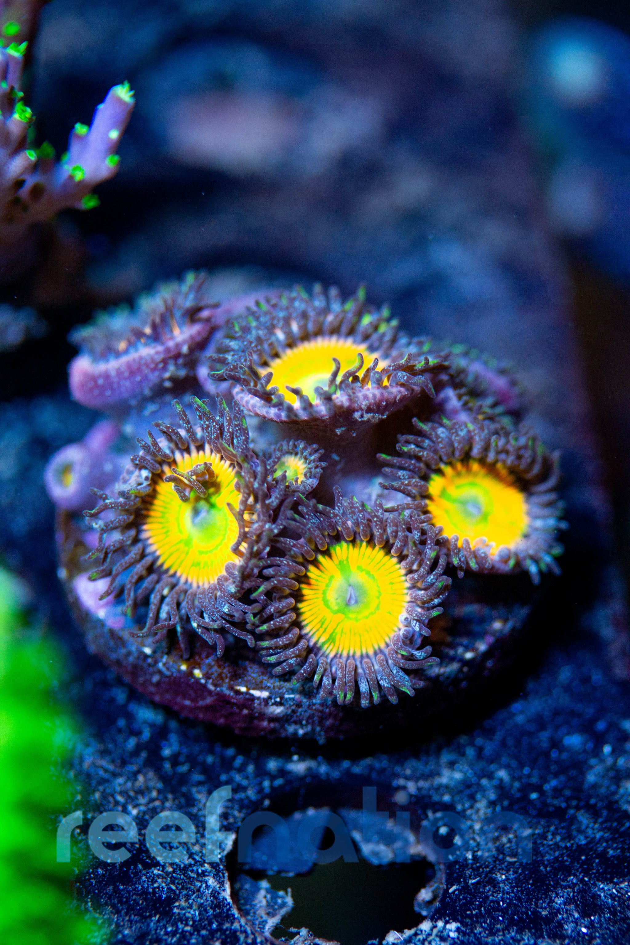 WYSIWYG - B1026 - Sunny D's Zoas – ReefNation