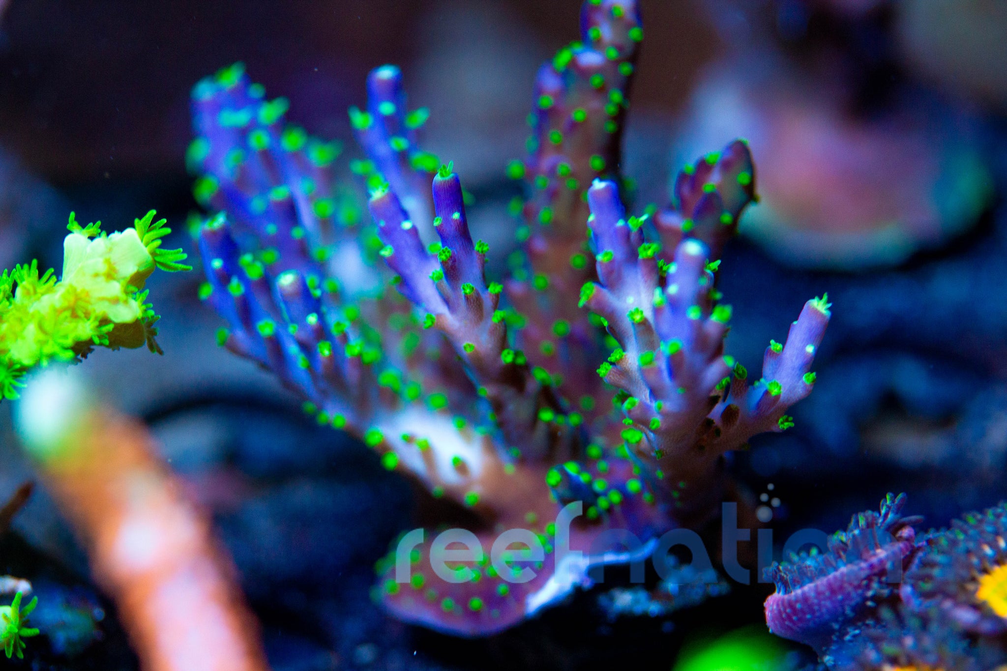 WYSIWYG Corals – ReefNation