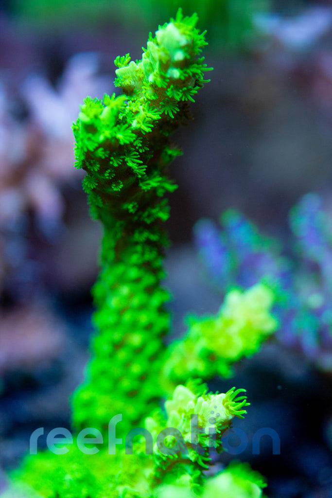WYSIWYG Corals – ReefNation
