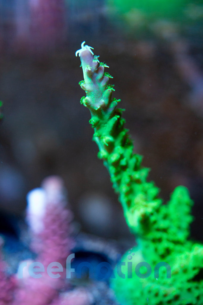 WYSIWYG Corals – ReefNation