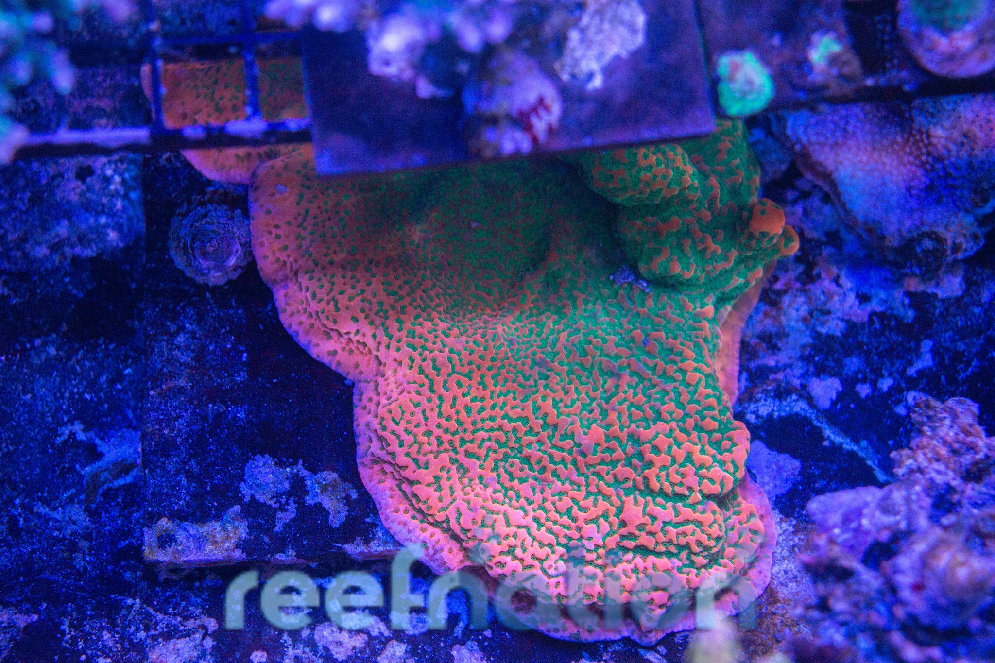 Coral Colonies (Local Pickup) – ReefNation