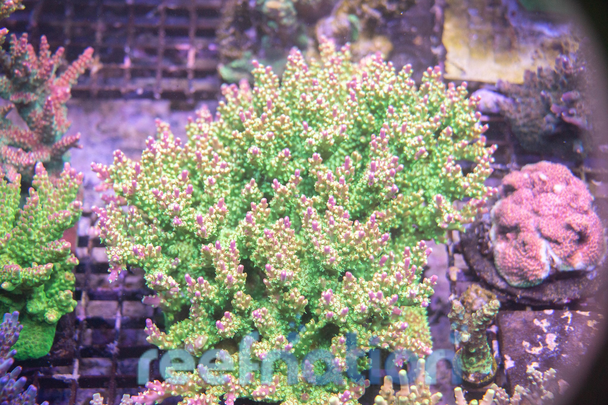 ⚠️ぽめらにあん⚠️KOROGI SP-557 R パープルマレット CornbredPurpleTip_2048x.jpg?v=