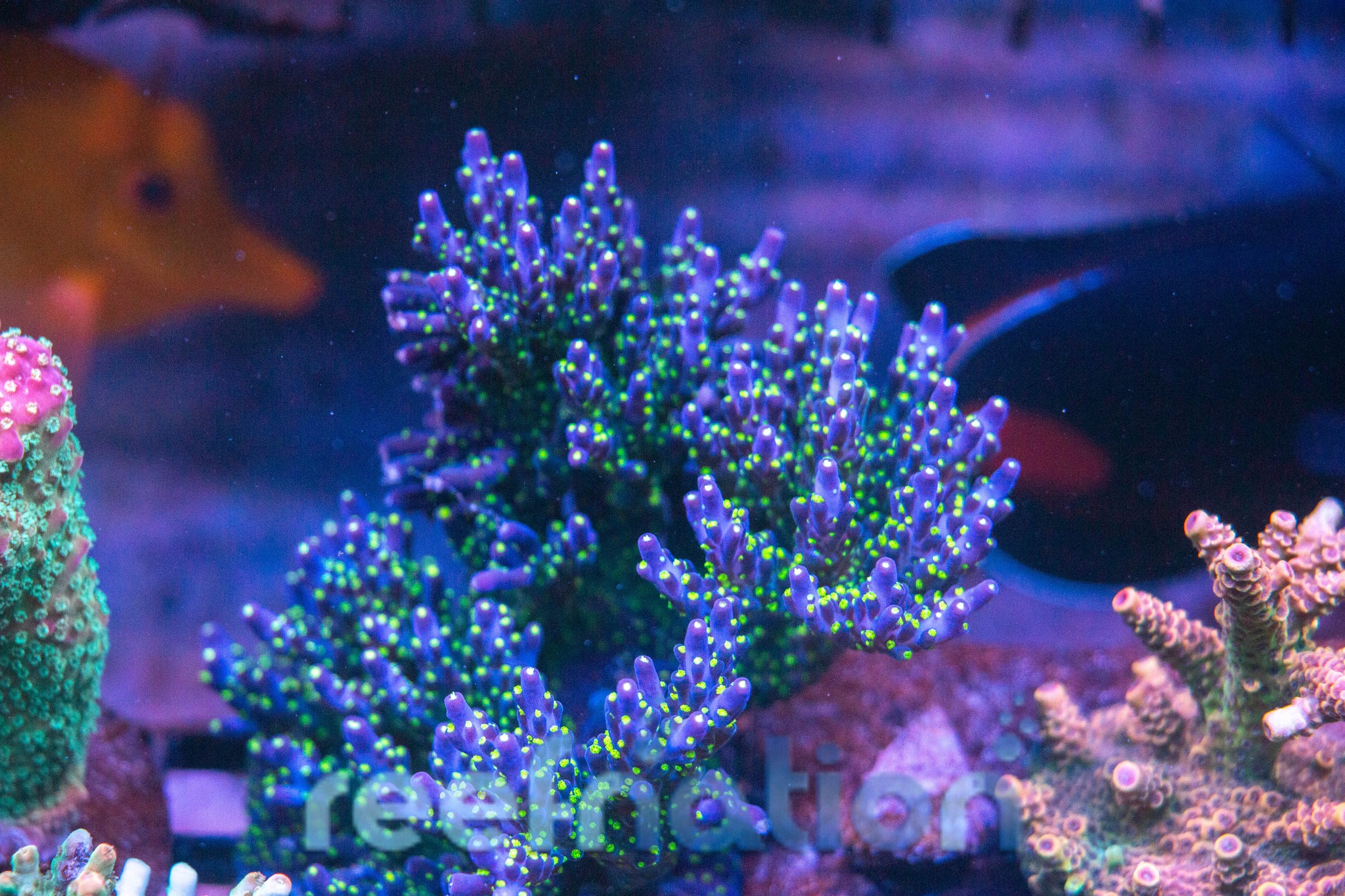 Garf Purple Bonsai ****SPECIAL THIS WEEK ONLY**** – ReefNation