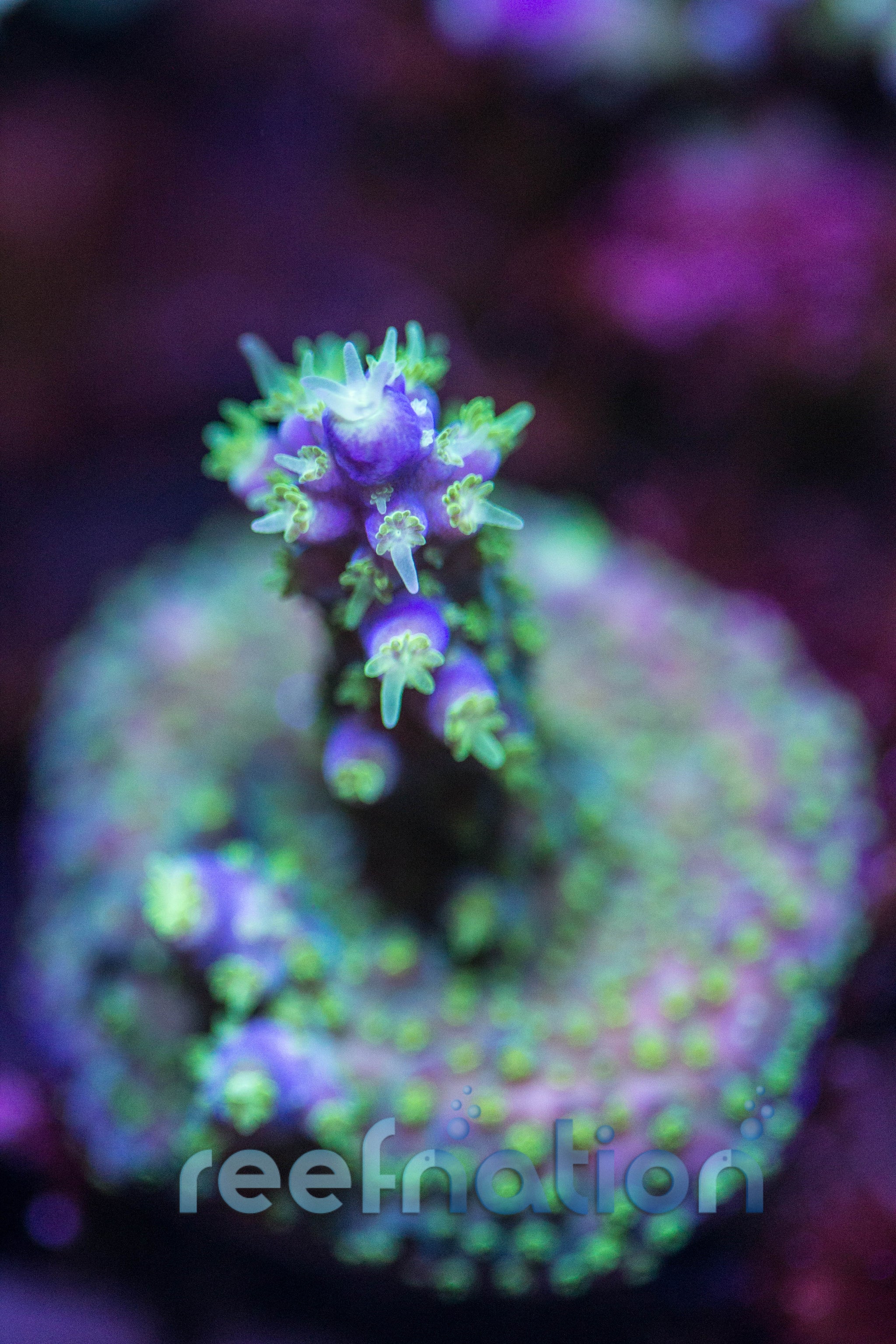 Garf Purple Bonsai ****SPECIAL THIS WEEK ONLY**** – ReefNation