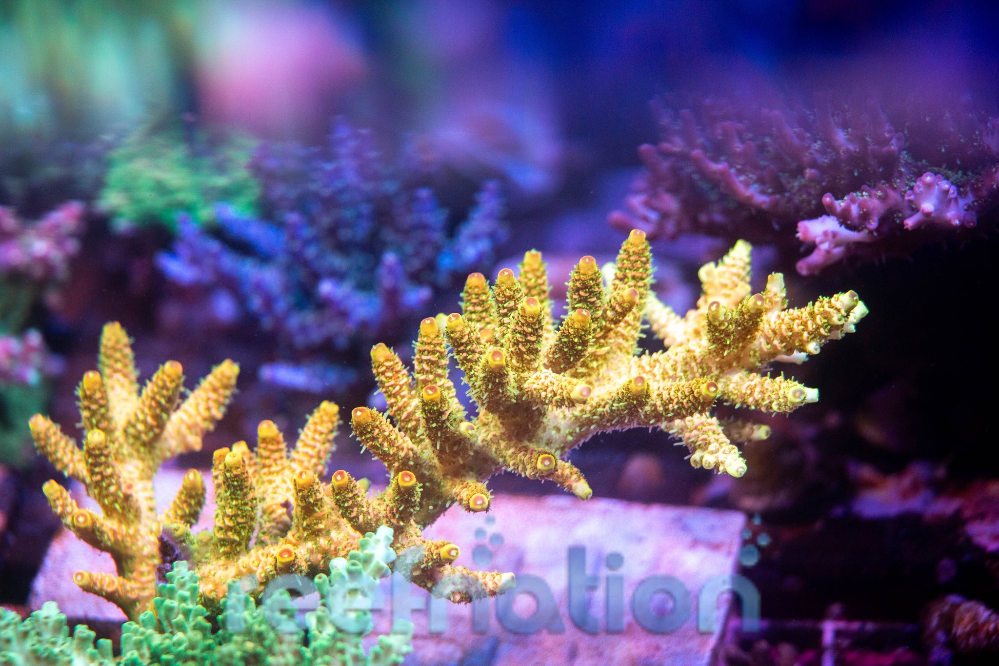 JF Solar Flare – ReefNation