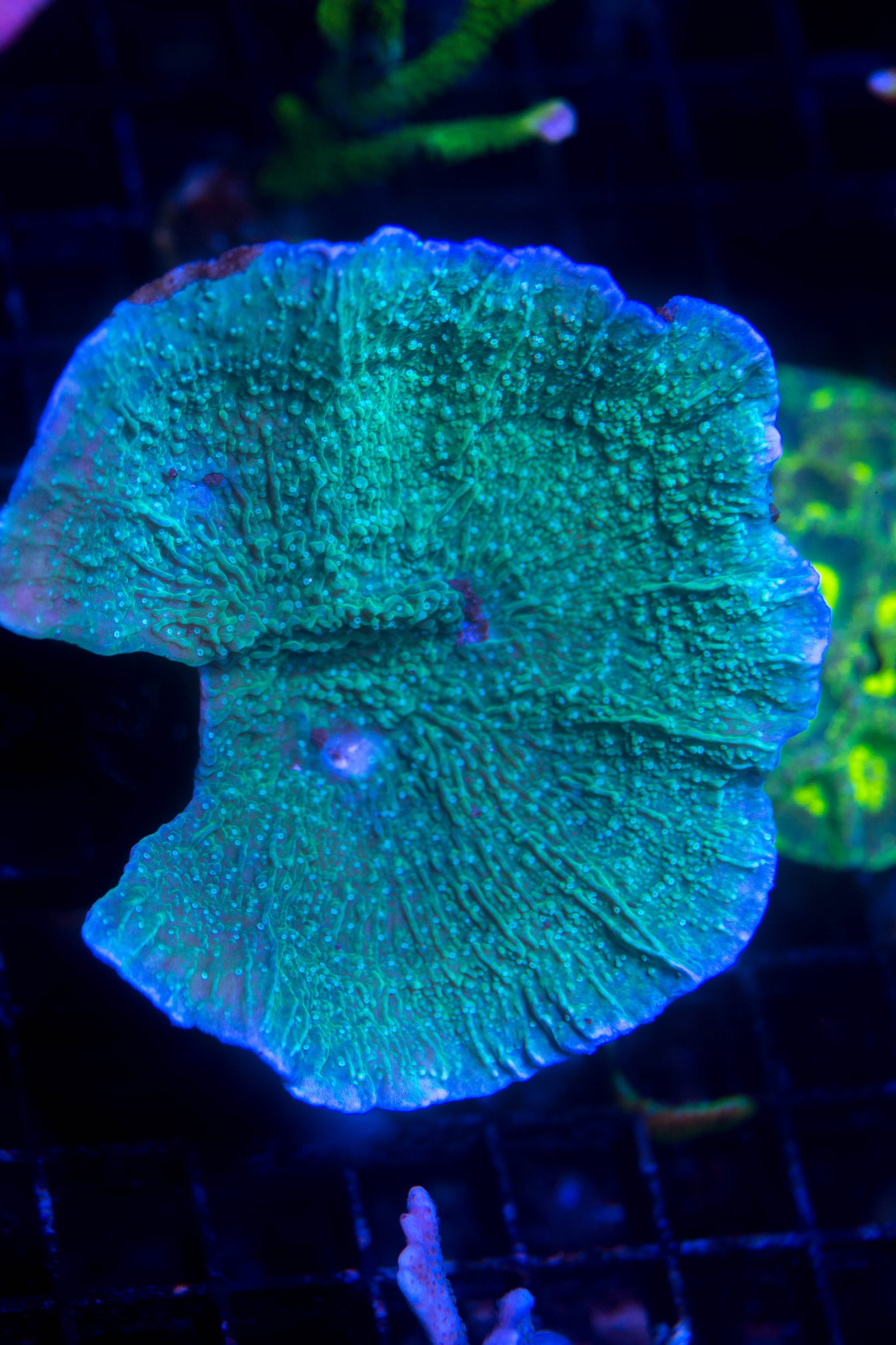 Leng Sy Classic Montipora Capricornis – ReefNation