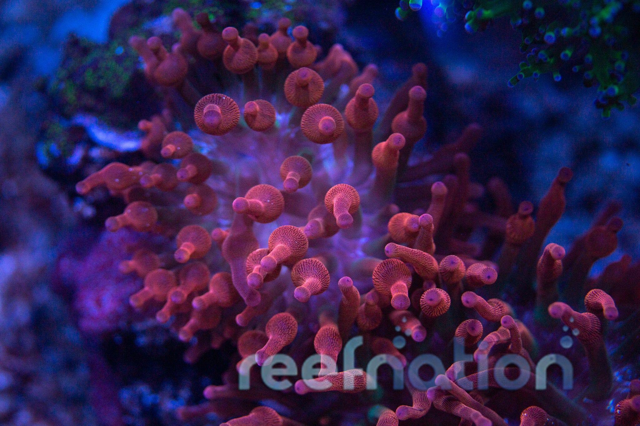 thumbnail image 2 of Assorted Bubble Tip Anemone (Entacmaea Quadricolor) – 3-4 Inches – Beginner-Friendly Live Saltwater Coral For Reef Tank – BTA 2 of 3