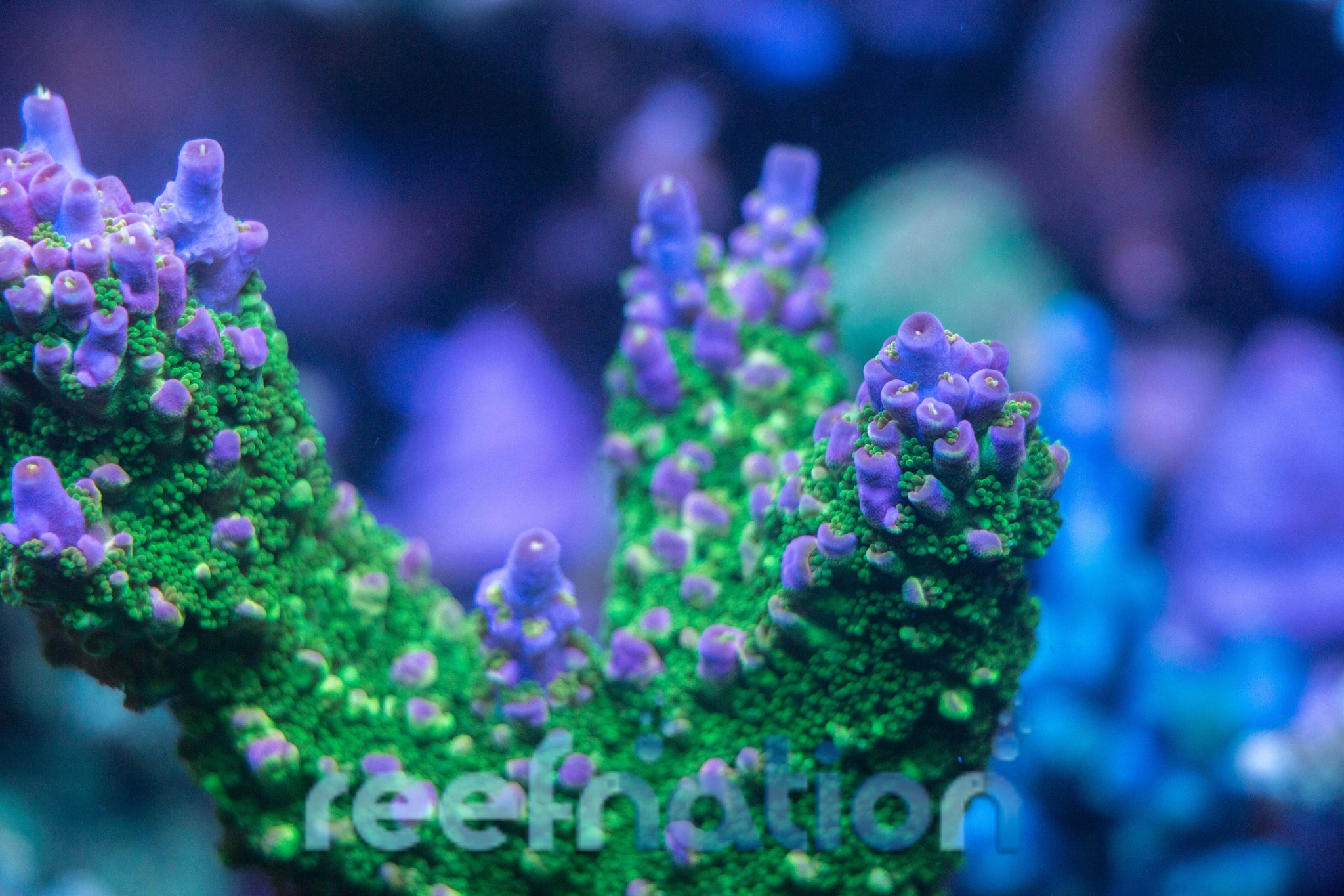 RN Wings of Time Abrolhosensis – ReefNation
