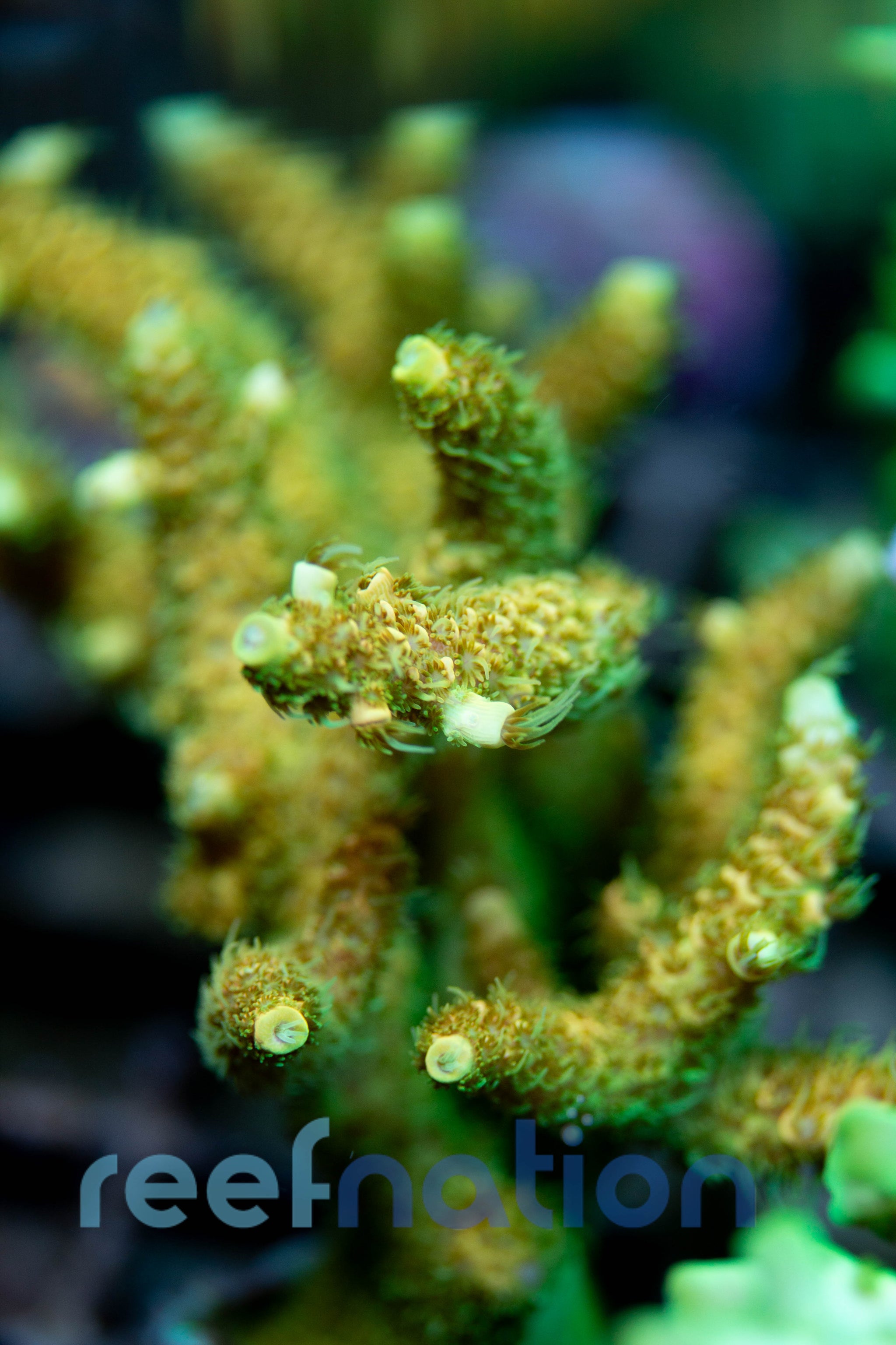 WYSIWYG - B1015 - GRS Rainbow Milli – ReefNation