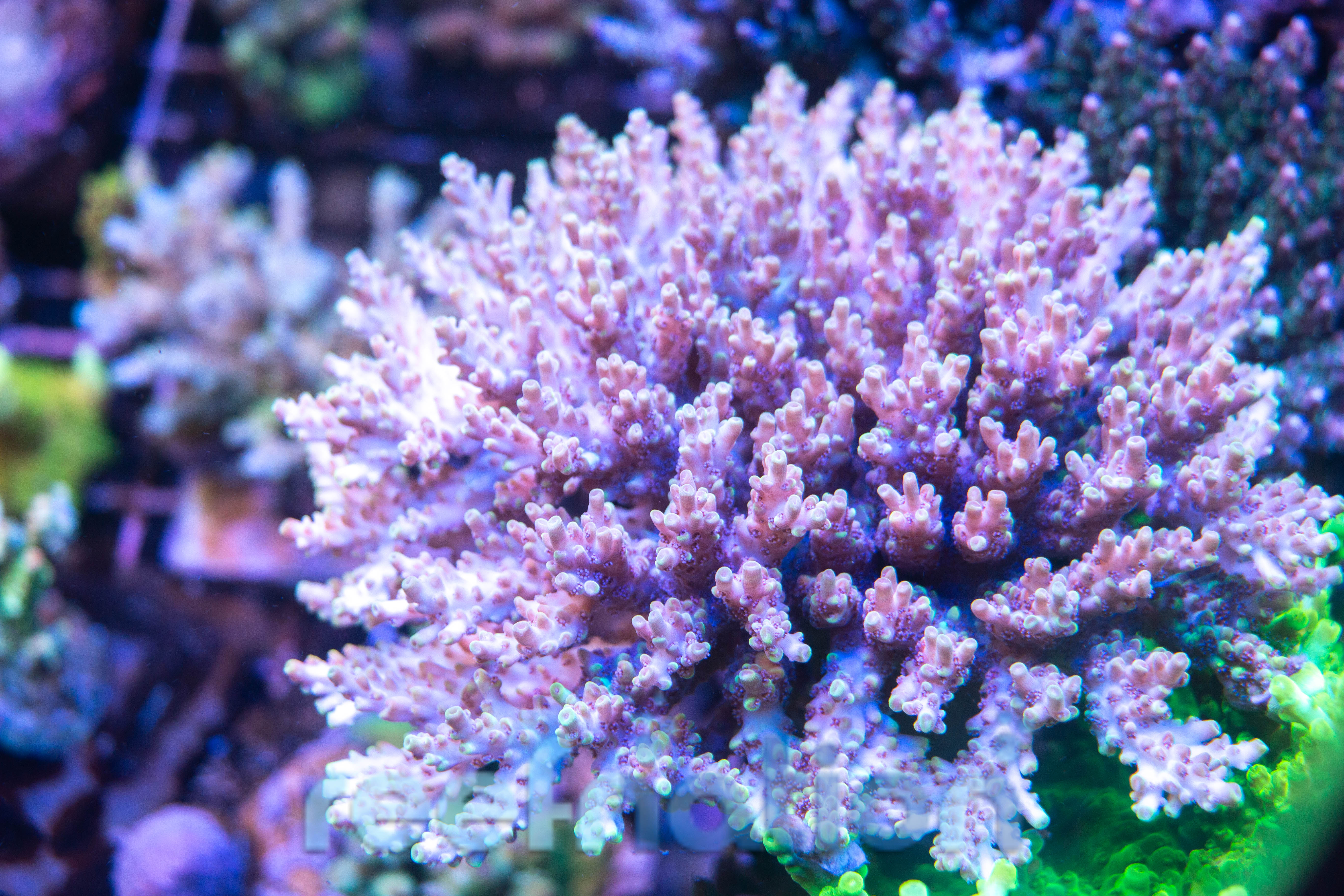Red Riken Raft Reef Raft USA The Kraken – ReefNation