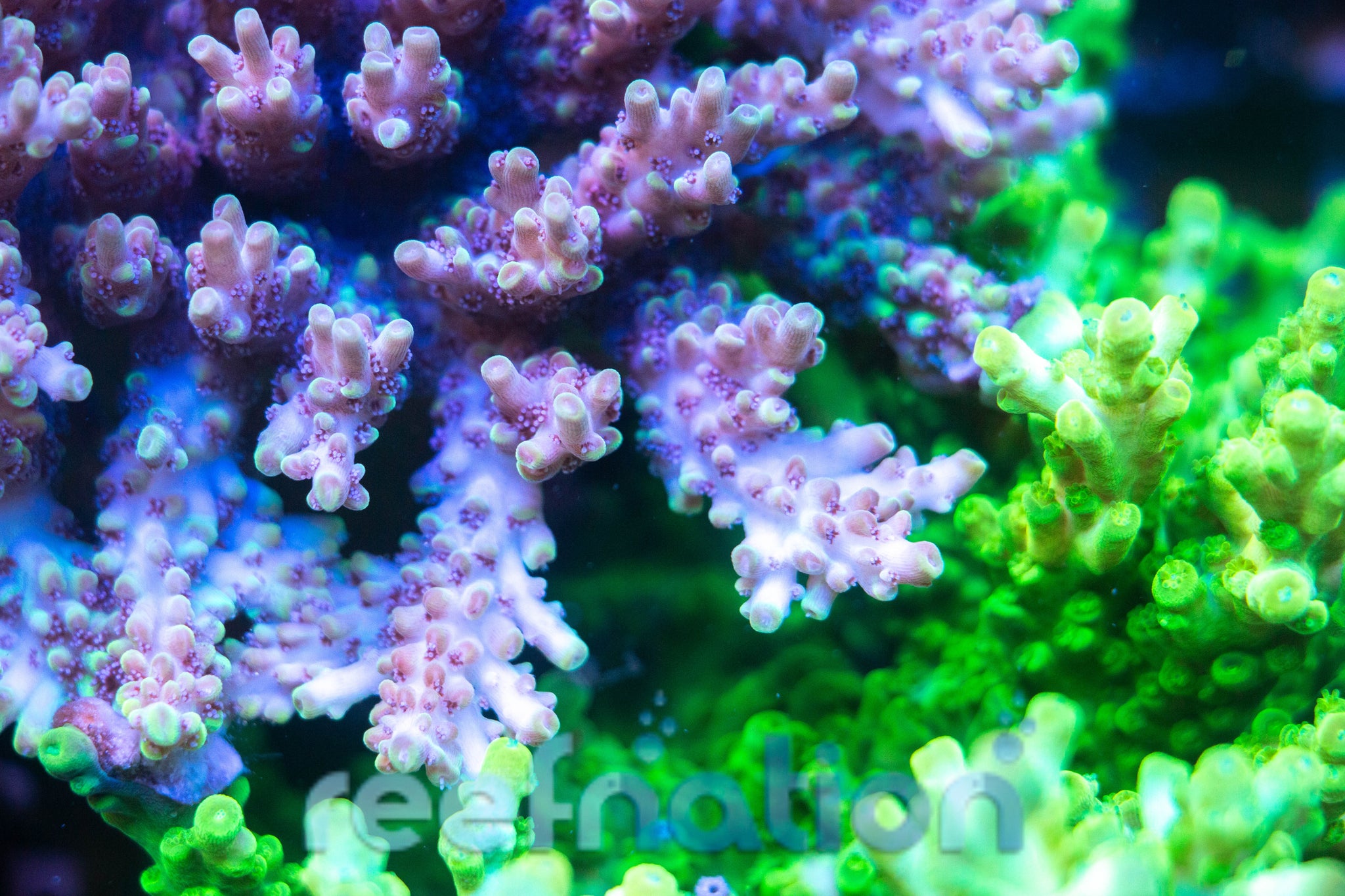 RRUSATheKraken3_2048x.jpg?v=