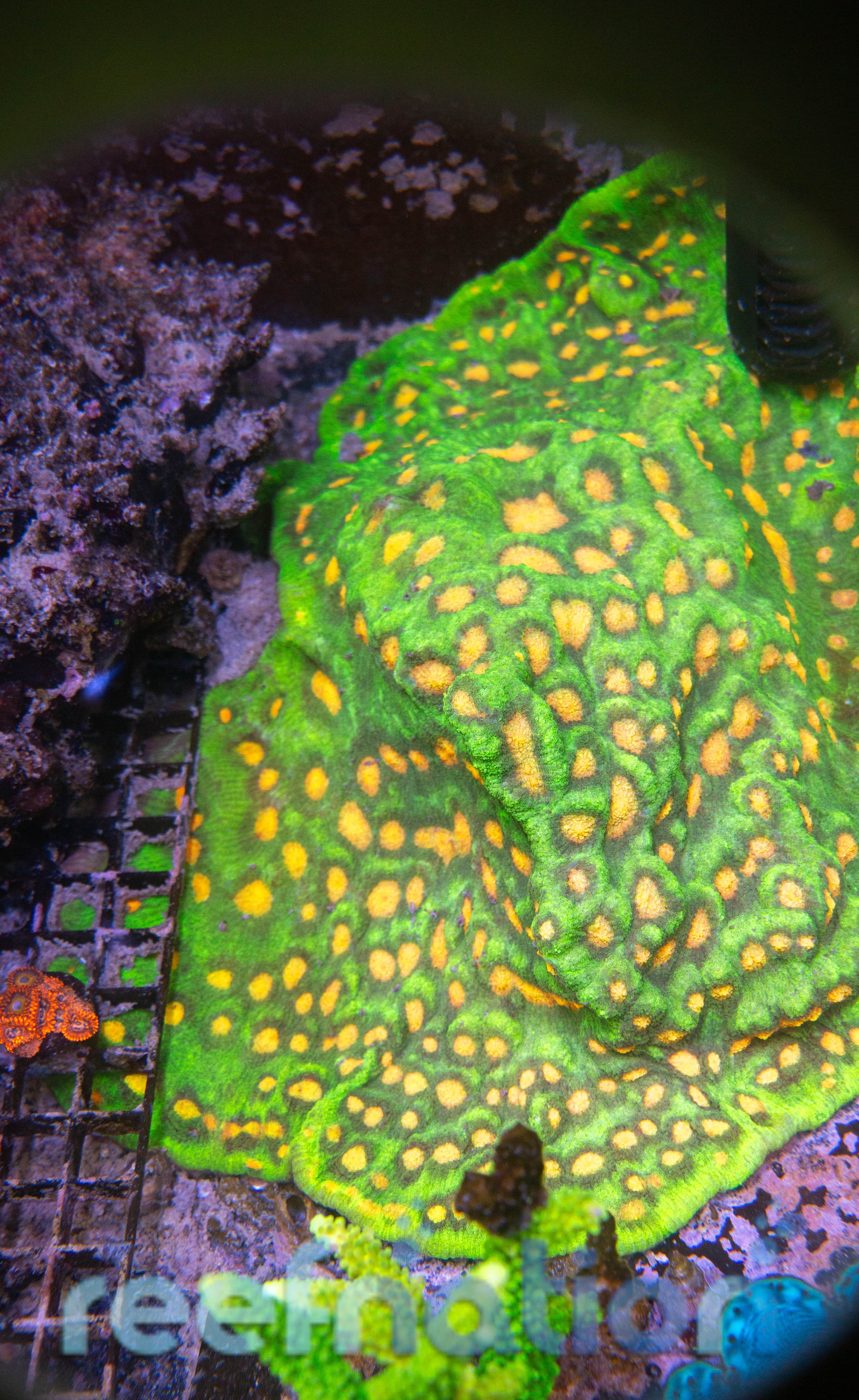 Raja Rampage Chalice 8-10