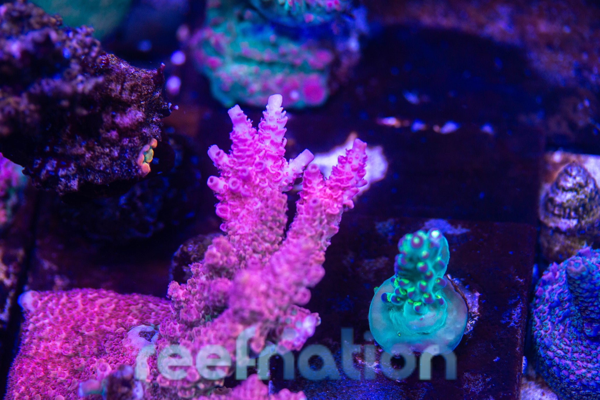 Frag Farmer Red Robin Stag – ReefNation