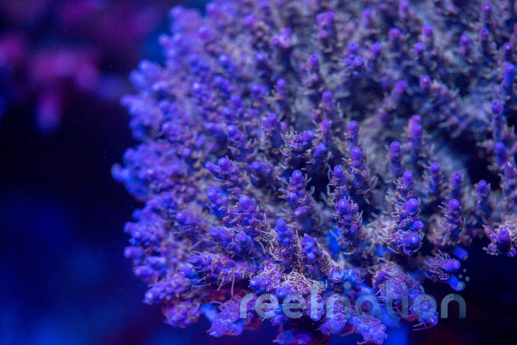 TSA The Fuzz **Special This Week** – ReefNation