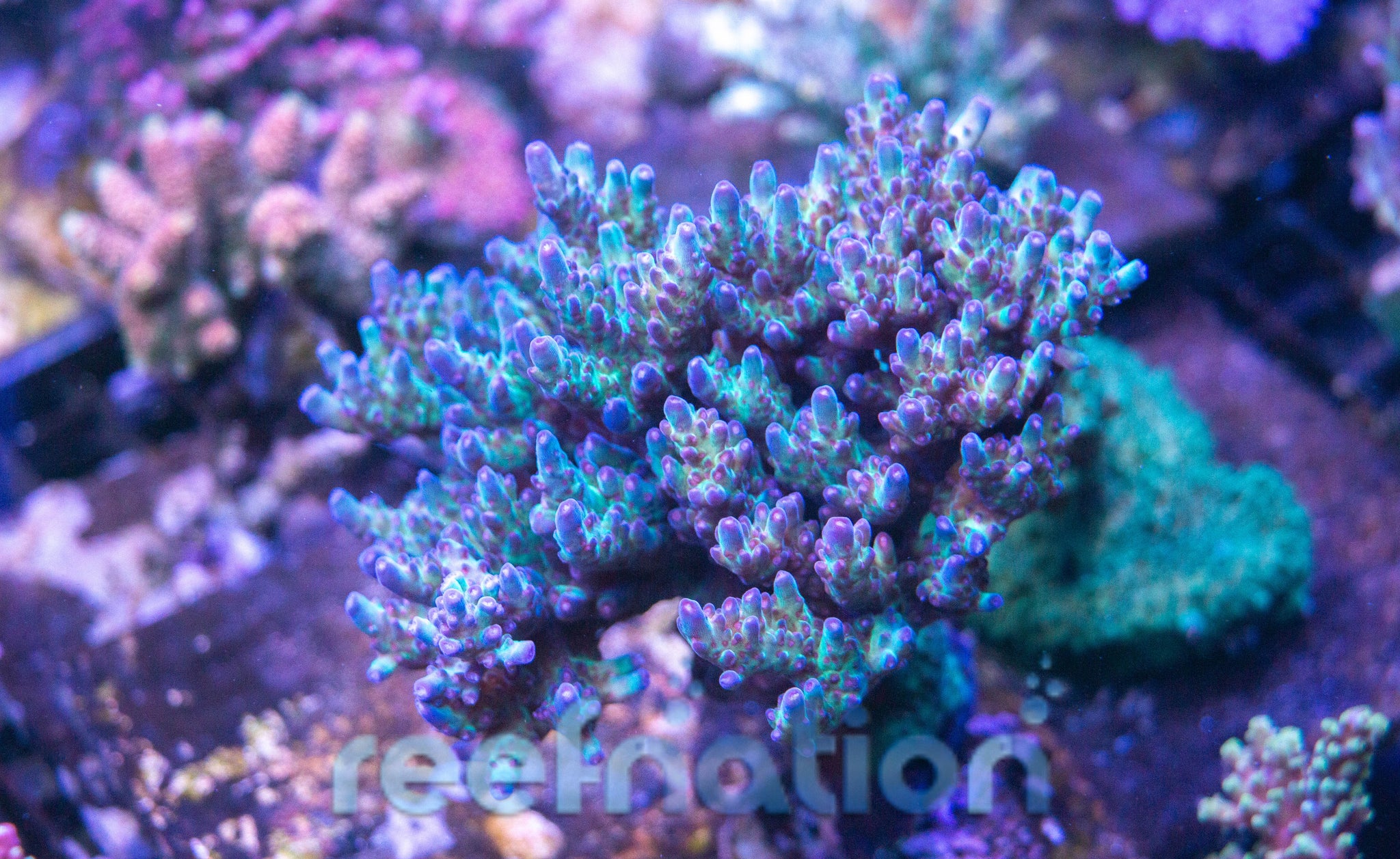 Vivid's Rainbow Delight 4