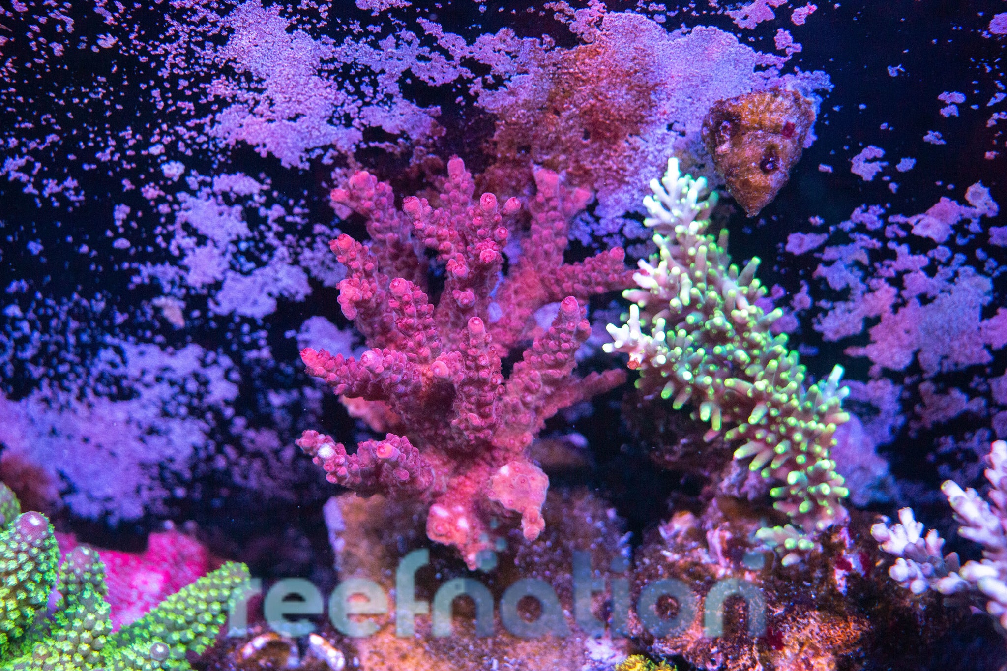 Coral Colonies (Local Pickup) – ReefNation