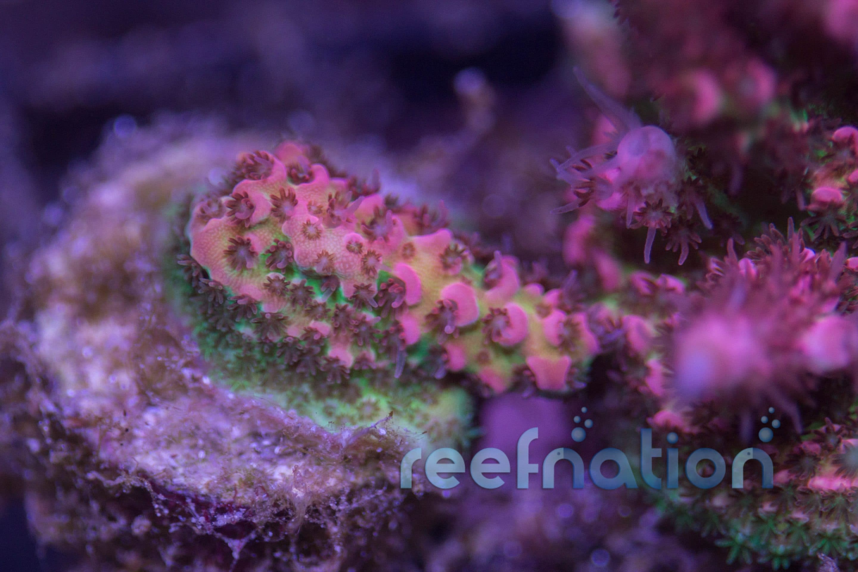 ORA Red Planet – ReefNation