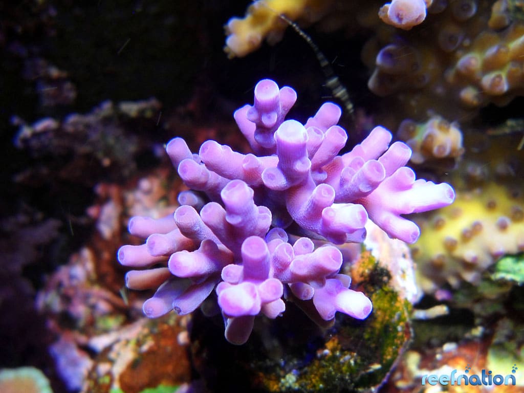 reefnation purple turaki