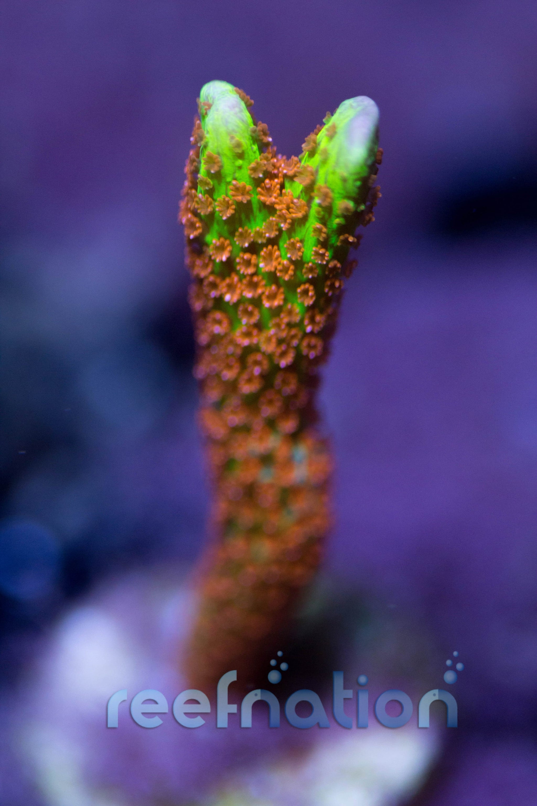 Bubble-Gum-Digi_2048x.jpg?v=