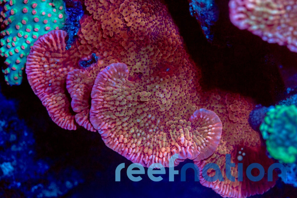 CB-Flaming-Phoenix-Monti_2048x