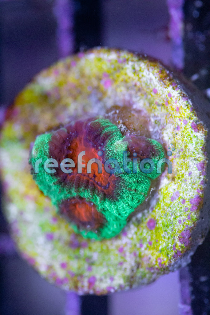 Christmas Favia Frag